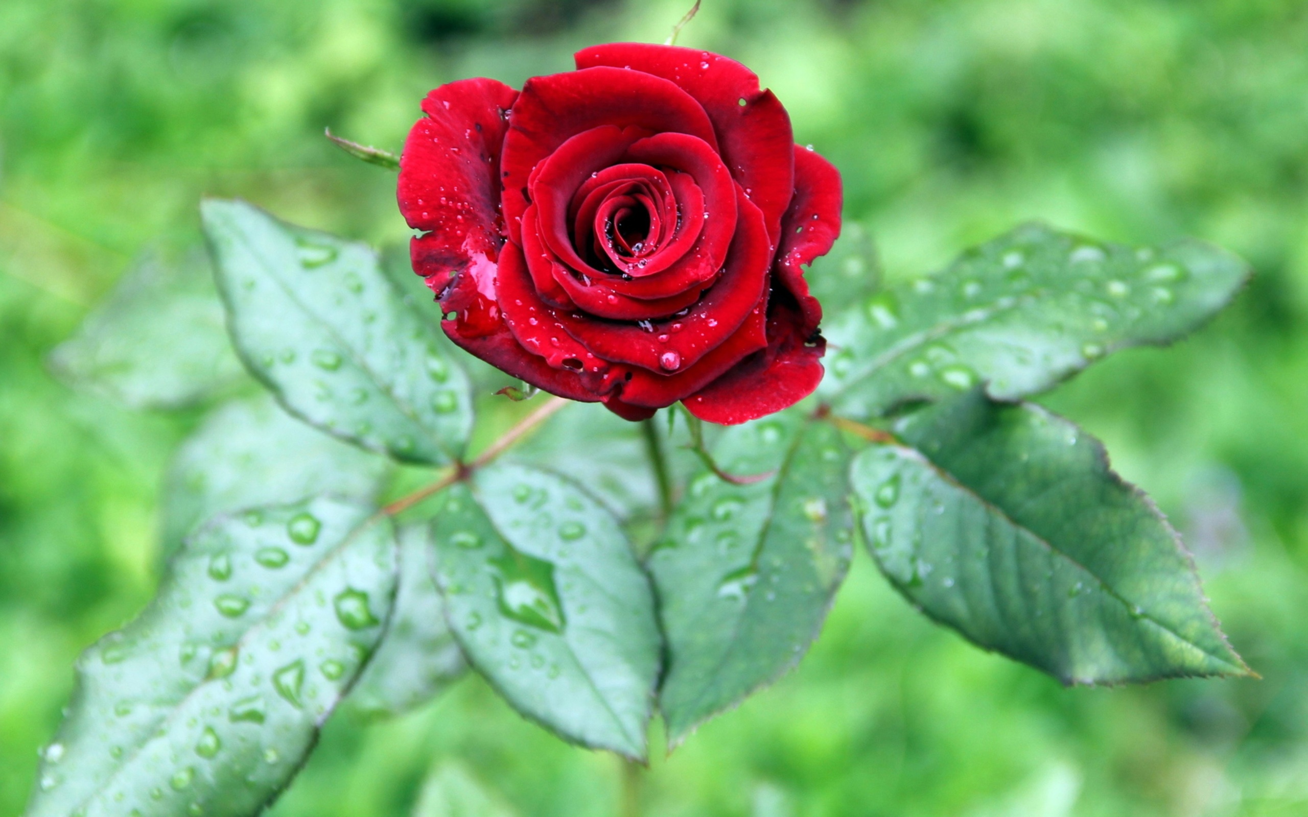 wallpaper hujan,flower,flowering plant,garden roses,red,plant