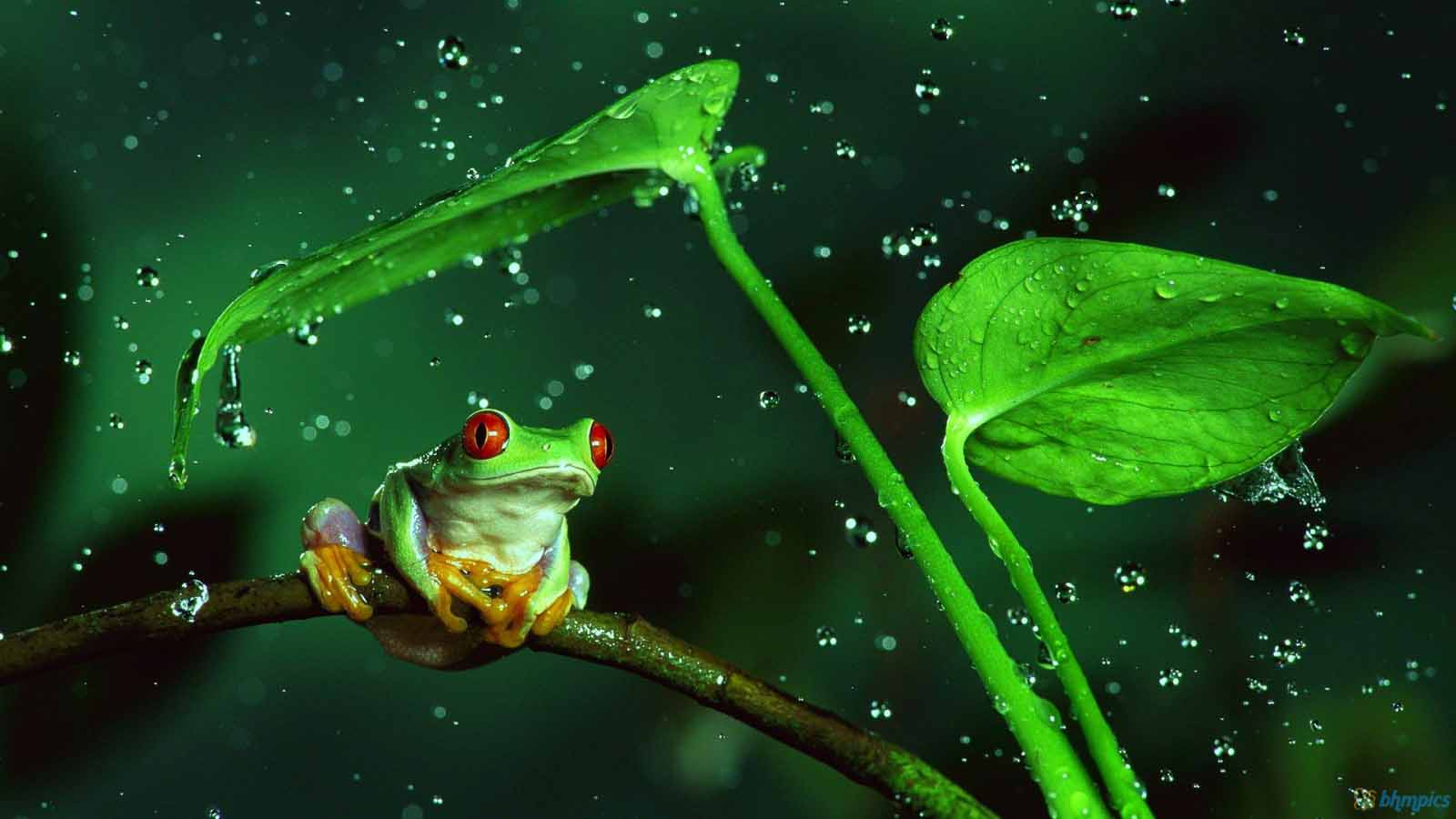 wallpaper hujan,frog,water,tree frog,true frog,amphibian