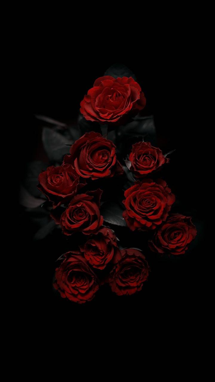 carta da parati siyah,rosa,rose da giardino,rosso,nero,fotografia di still life