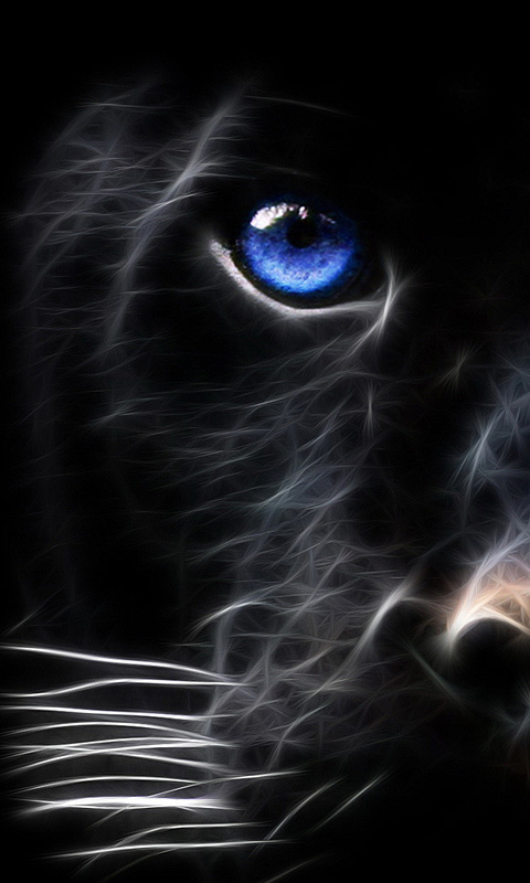 fondo de pantalla negro hd para móvil,bigotes,negro,oscuridad,felidae,gato