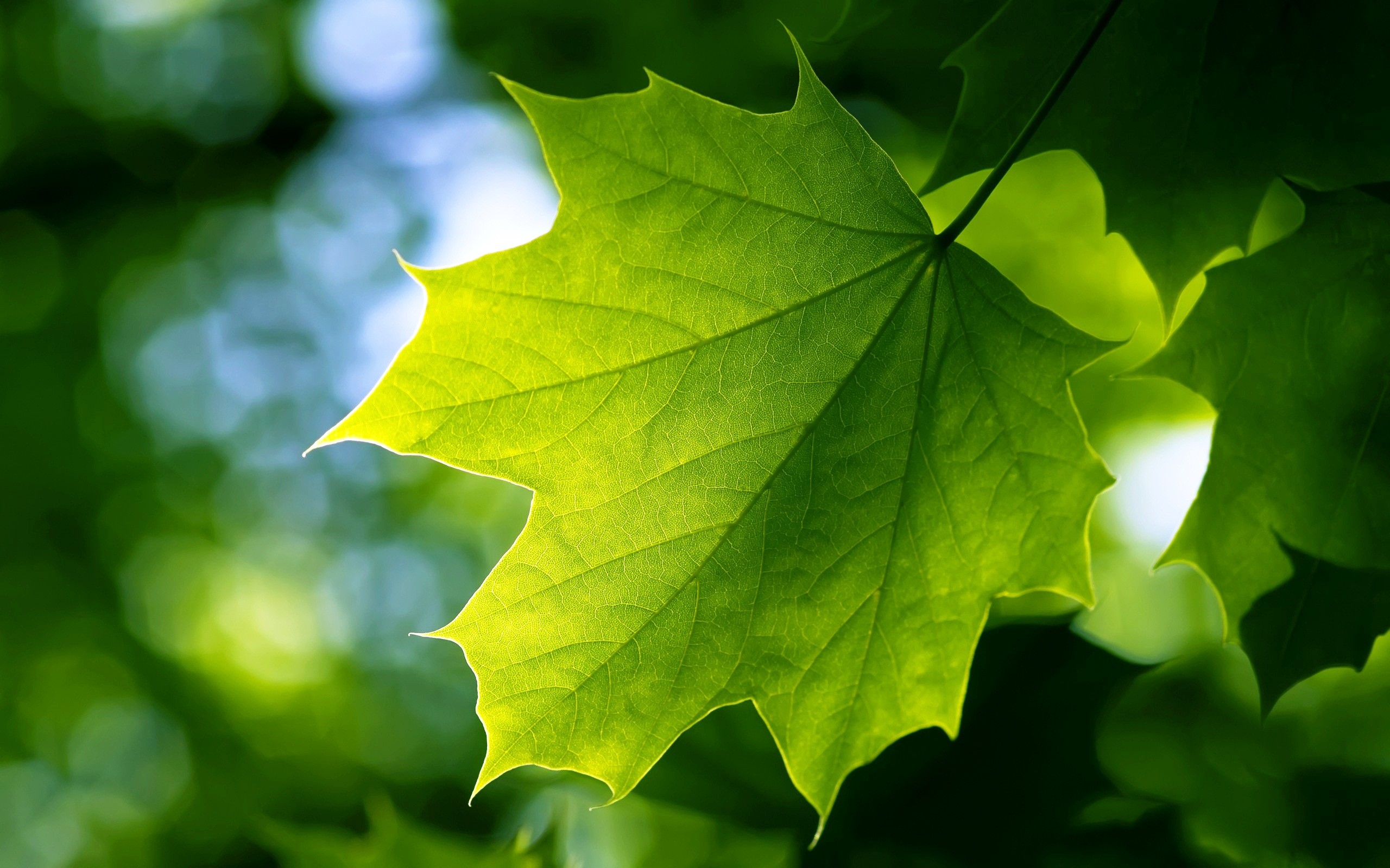 wallpaper hijau,leaf,green,tree,black maple,plant