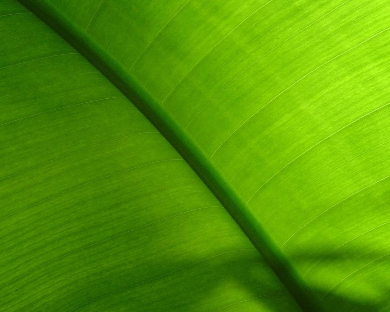tapete hijau,grün,blatt,bananenblatt,nahansicht,linie