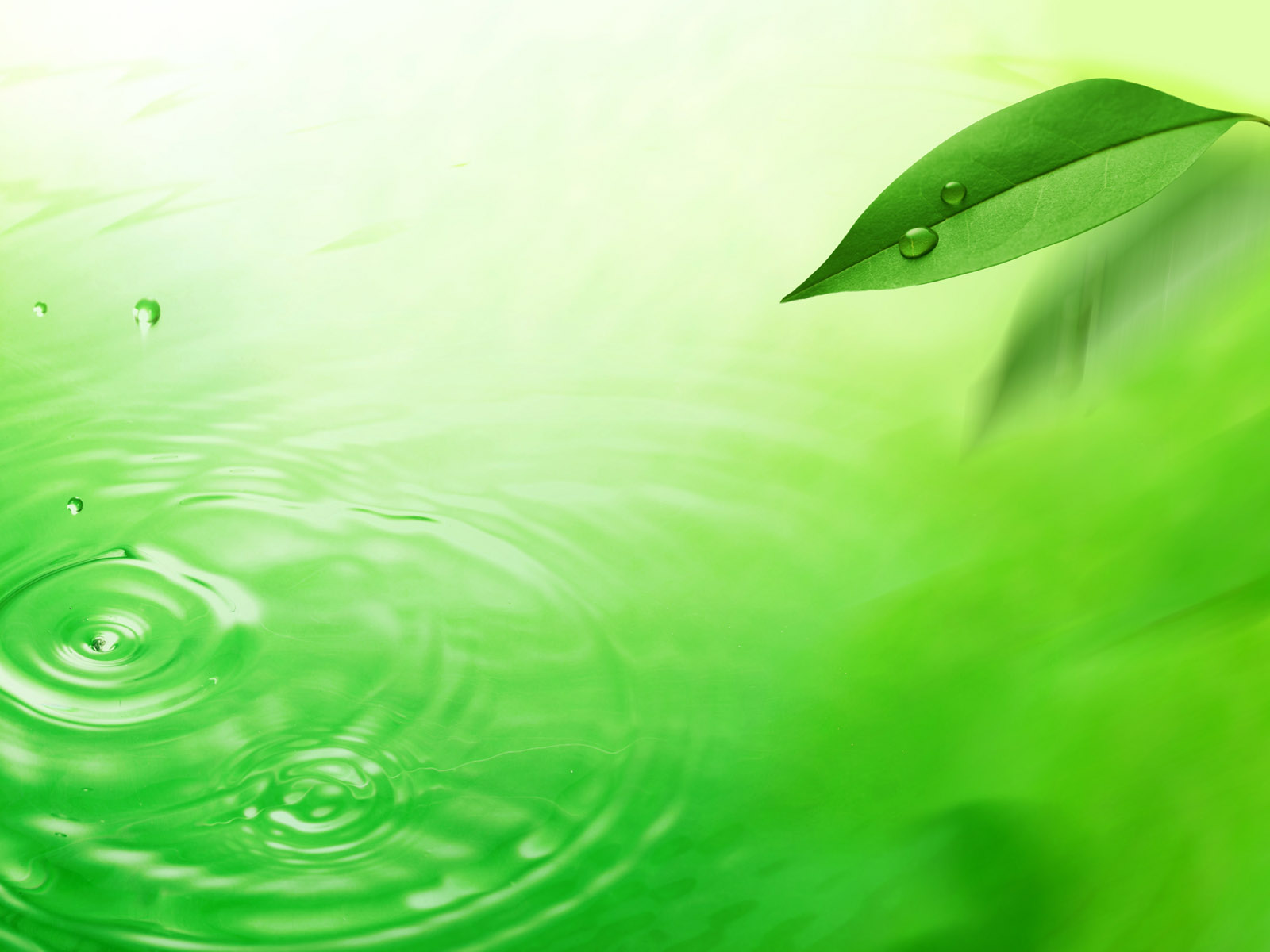 wallpaper hijau,green,water,nature,leaf,dew