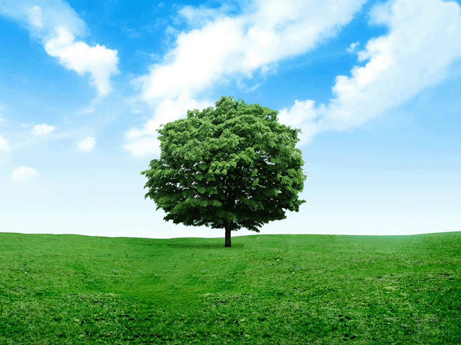 wallpaper hijau,green,natural landscape,tree,sky,nature
