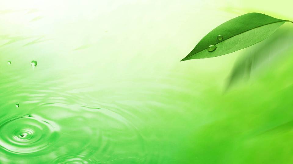 wallpaper hijau,green,water,leaf,dew,drop