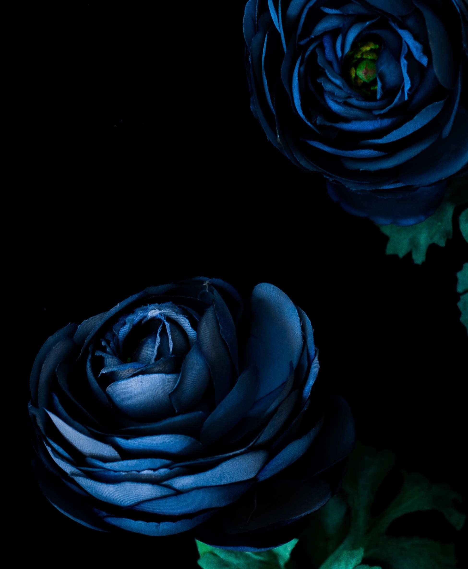 wallpaper hitam putih,blue,black,rose,rose family,flower