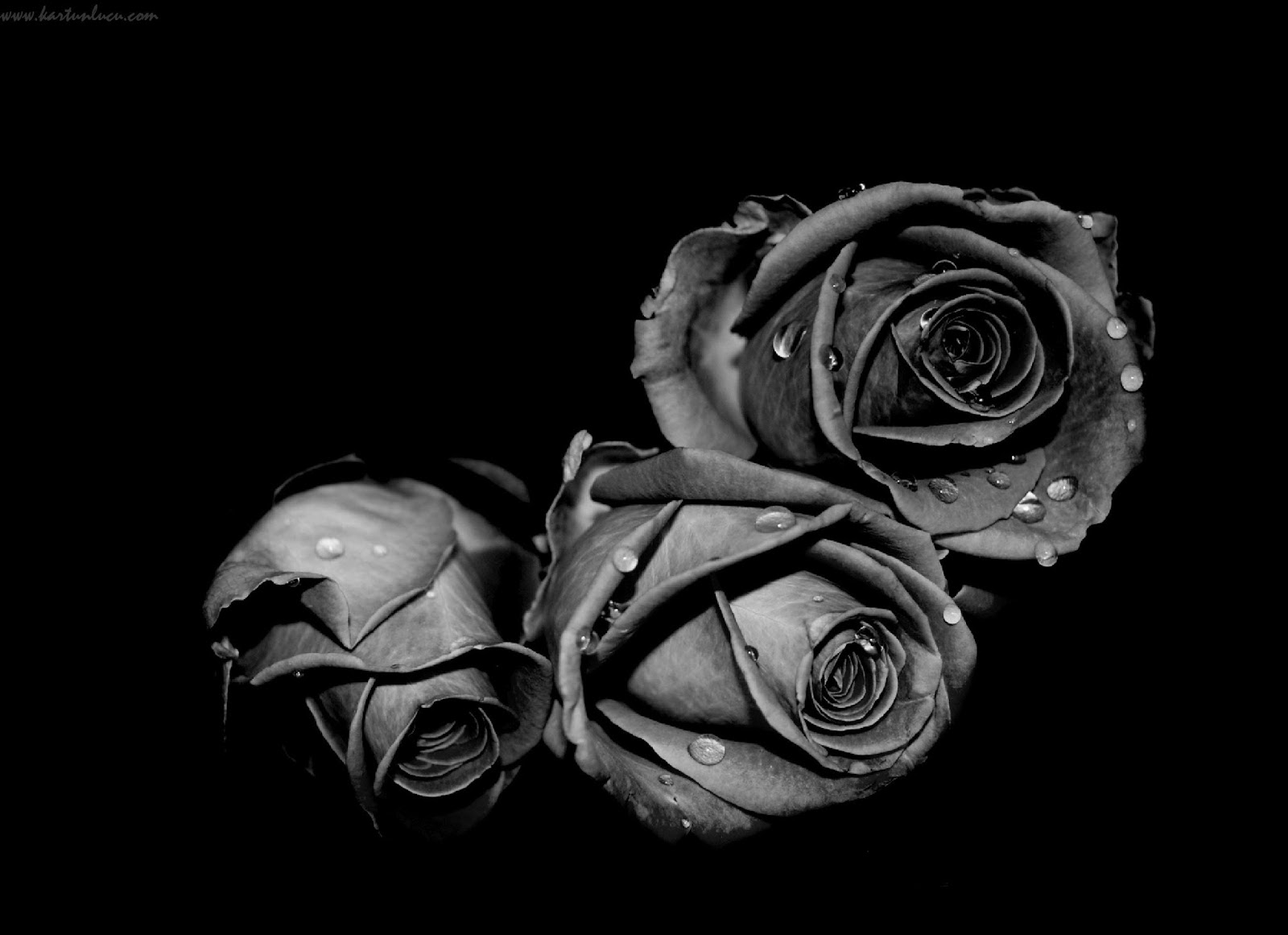 wallpaper hitam putih,black,monochrome photography,still life photography,white,black and white