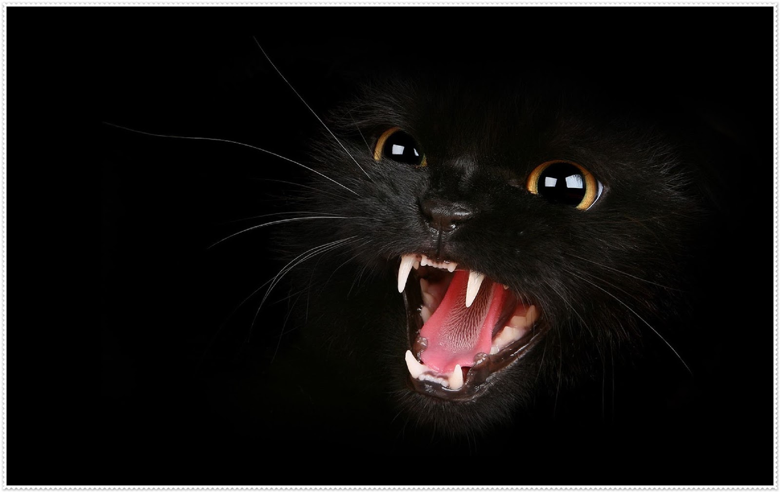 wallpaper hitam putih,felidae,black cat,cat,whiskers,facial expression