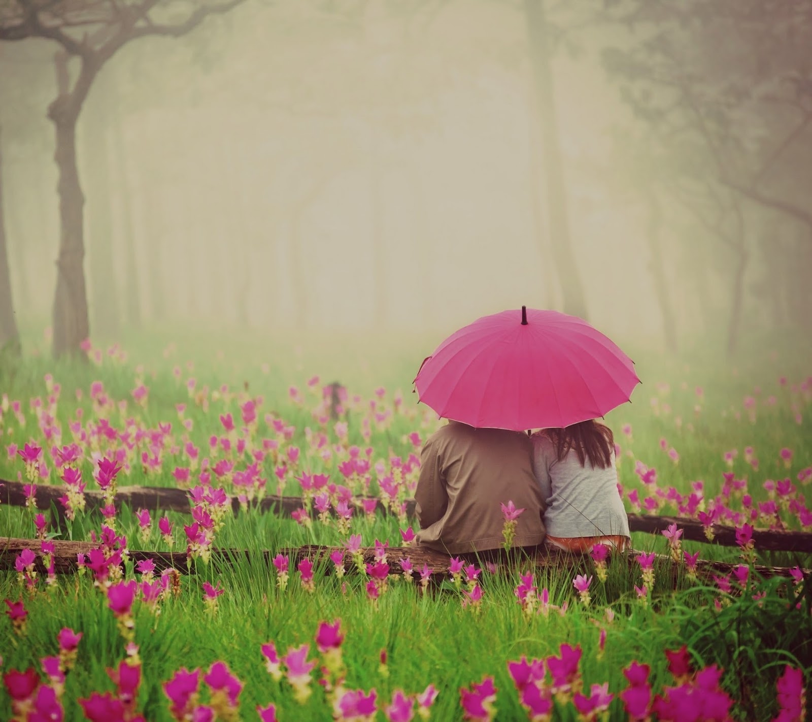 whatsappの素敵な壁紙,自然,ピンク,傘,自然の風景,花
