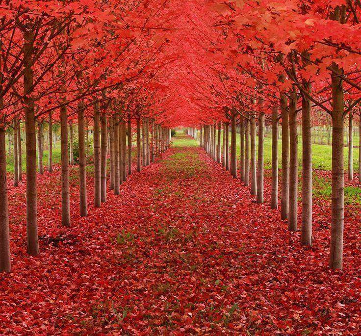 fondo de pantalla de estado,árbol,rojo,hoja,paisaje natural,otoño