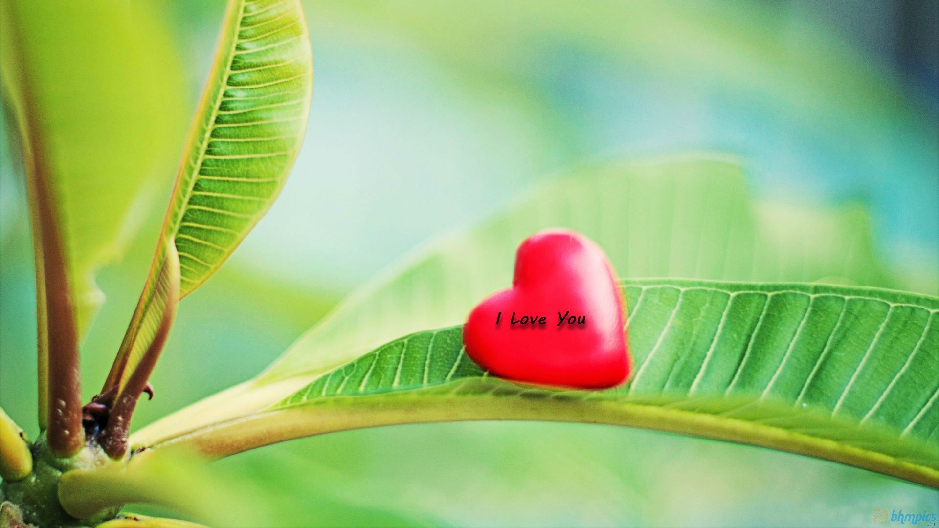 cute love wallpapers,leaf,plant,flower,macro photography,botany
