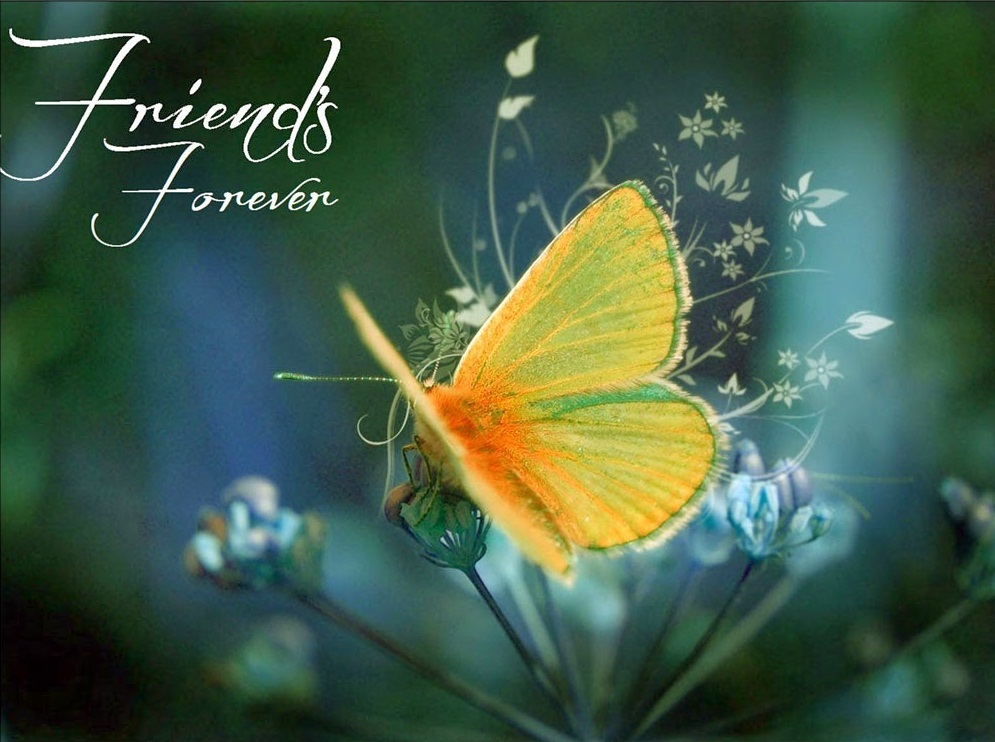 amis pour toujours fonds d'écran hd,papillons et papillons,papillon,insecte,invertébré,macro photographie