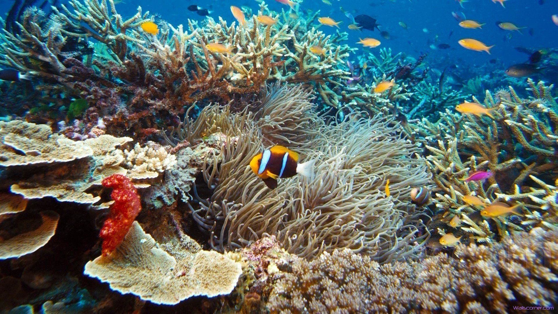 海の壁紙の下,リーフ,サンゴ礁,水中,コーラル,魚