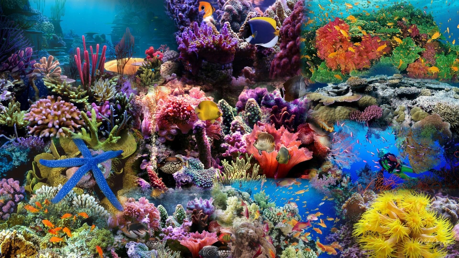 sous le papier peint de la mer,récif,récif de corail,corail,corail dur,biologie marine