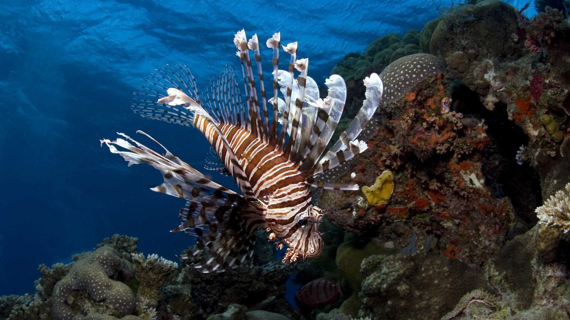 海の壁紙の下,リーフ,サンゴ礁,水中,海洋生物学,ミノカサゴ