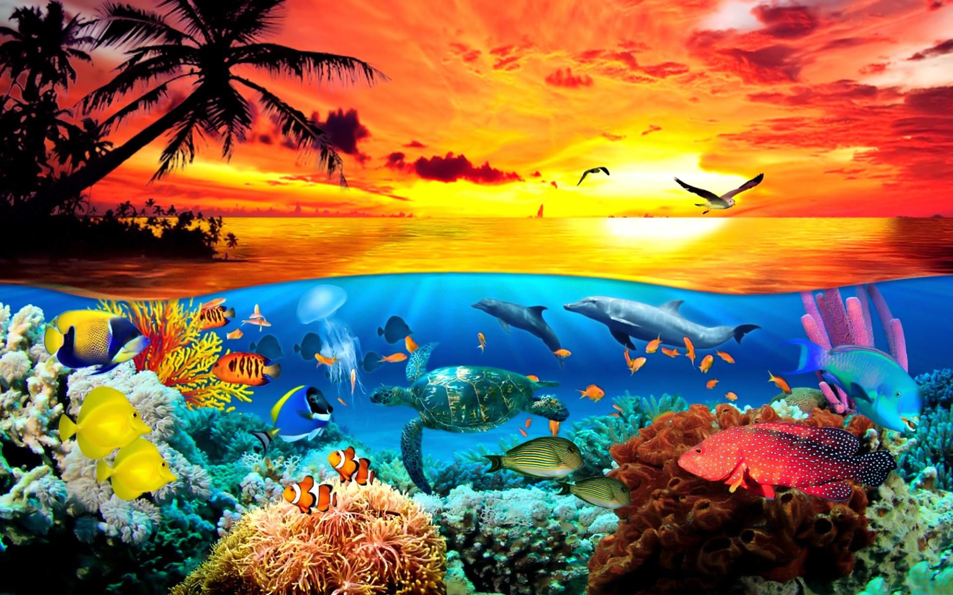 바다에서 벽지,자연,자연 경관,산호초,수중,해양 생물학