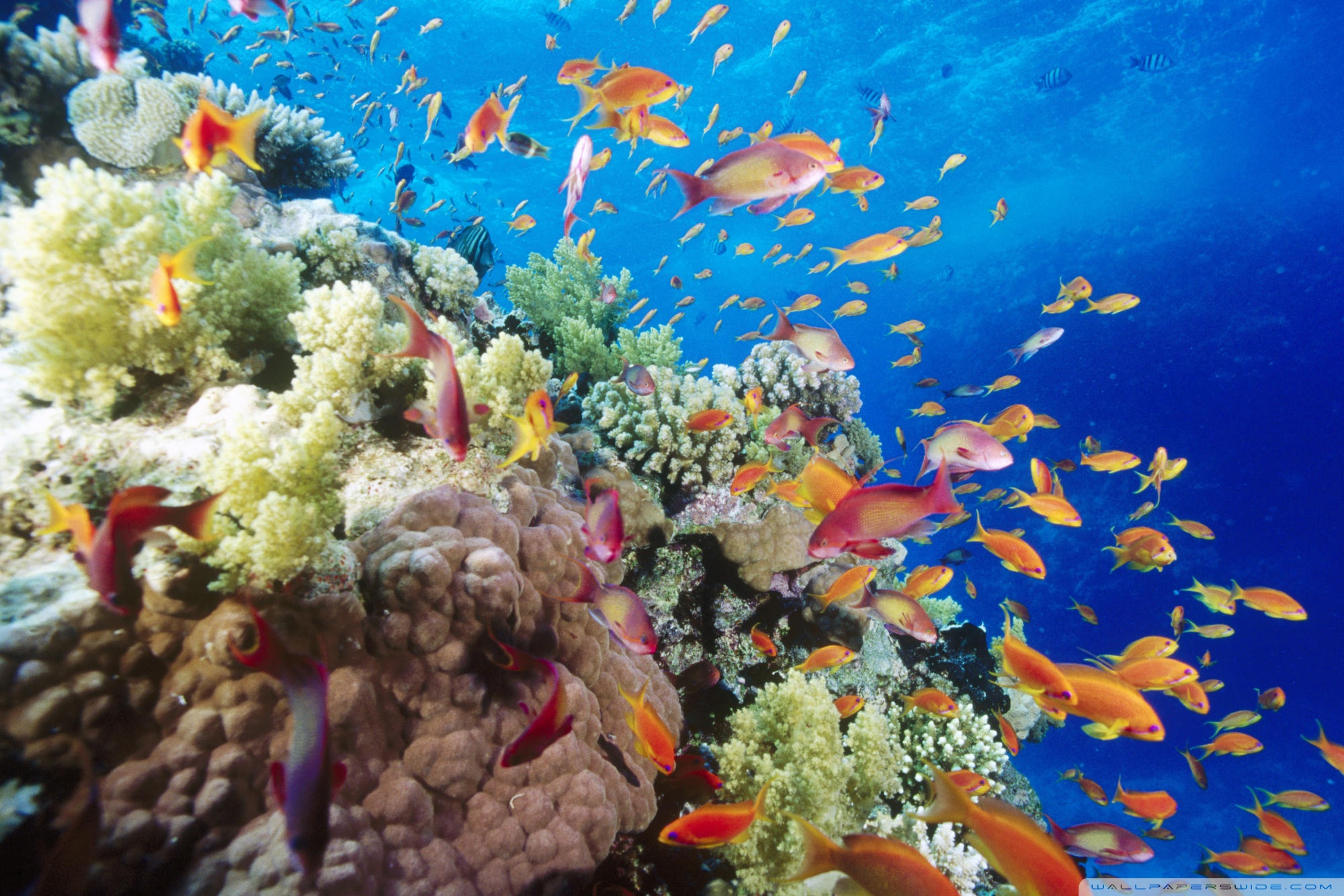 海の壁紙の下,リーフ,サンゴ礁,水中,サンゴ礁の魚,海洋生物学