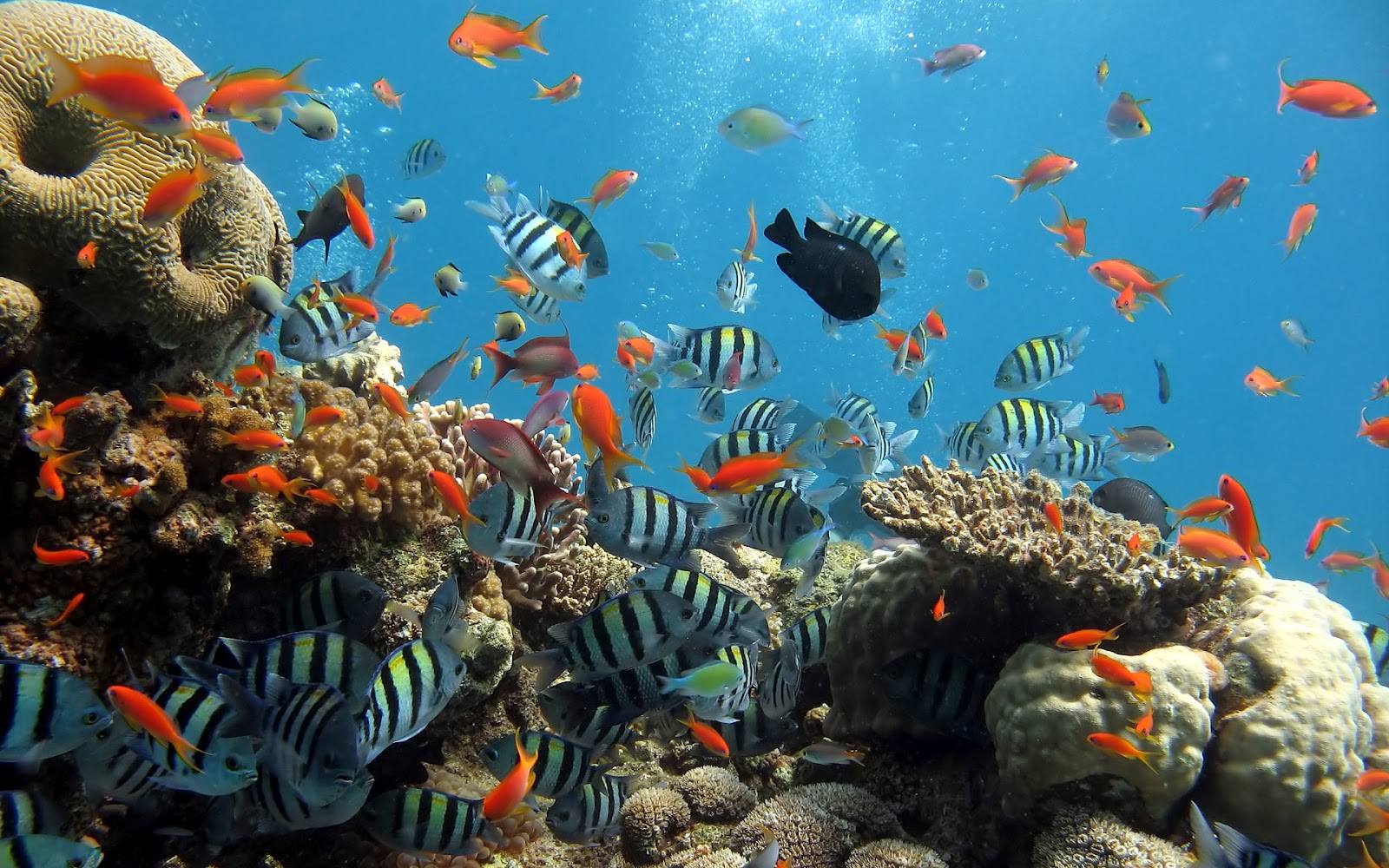 under the sea wallpaper,reef,coral reef,underwater,coral reef fish,marine biology