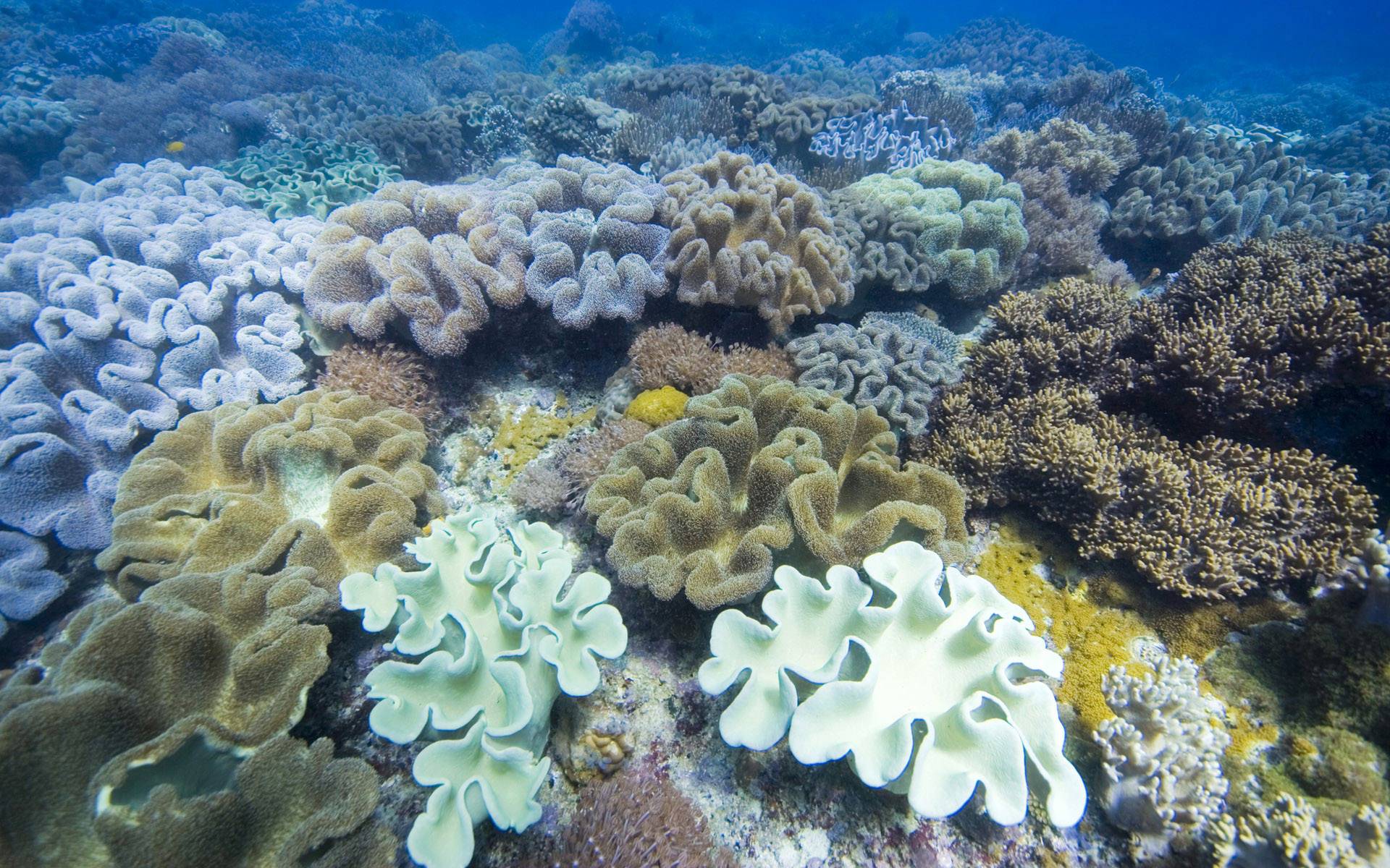 海の壁紙の下,リーフ,サンゴ礁,コーラル,海洋生物学,水中