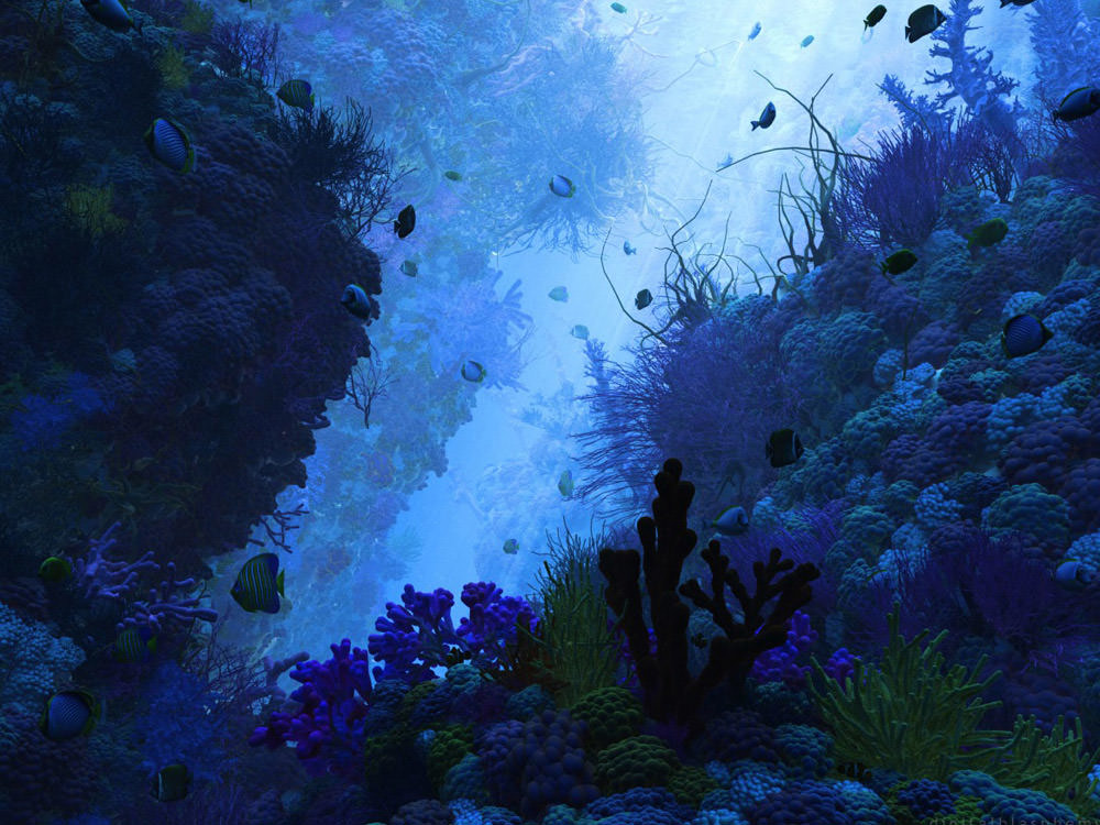 海の壁紙の下,青い,自然,水,サンゴ礁,海洋生物学