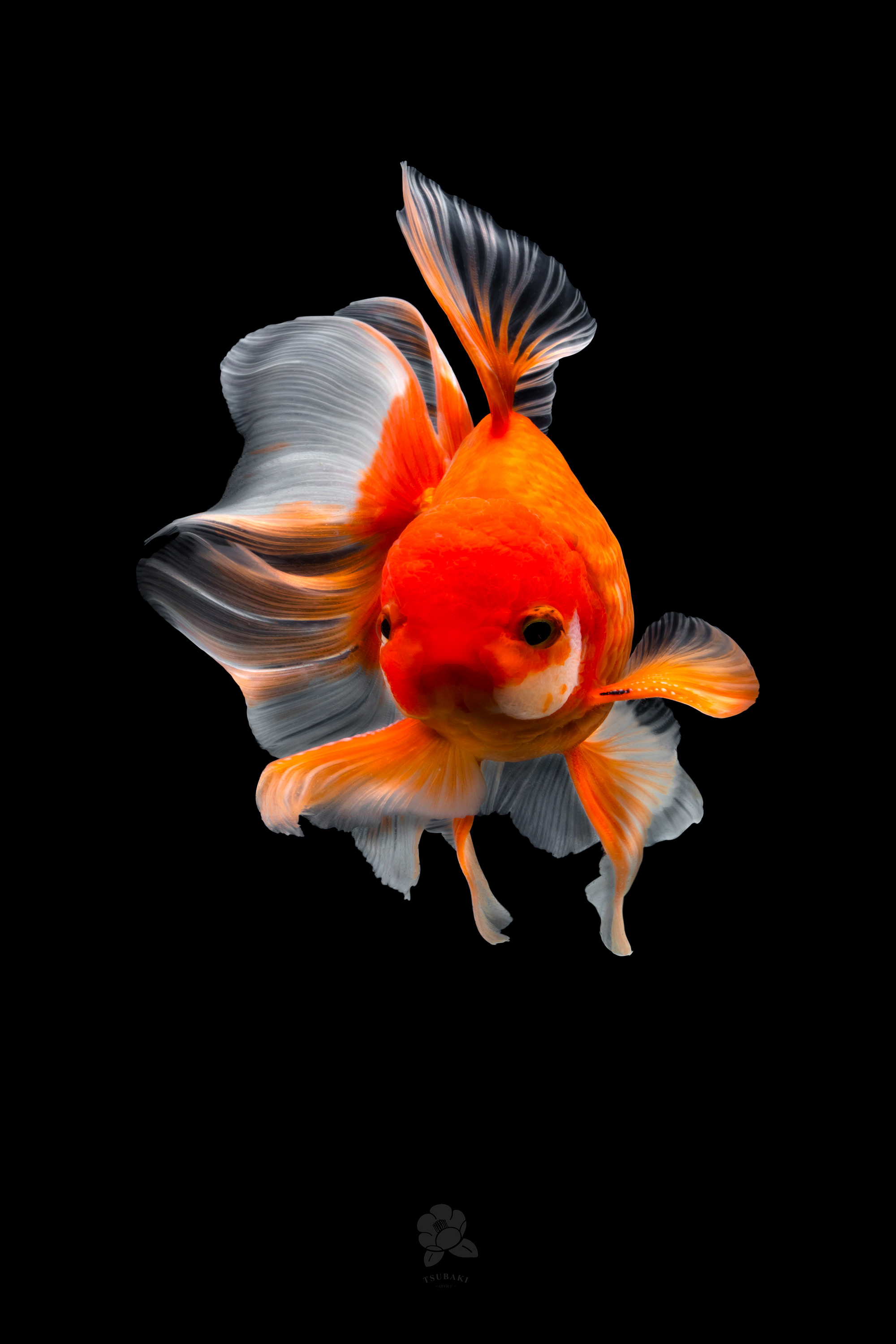 goldfish wallpaper,fish,goldfish,orange,fish,organism