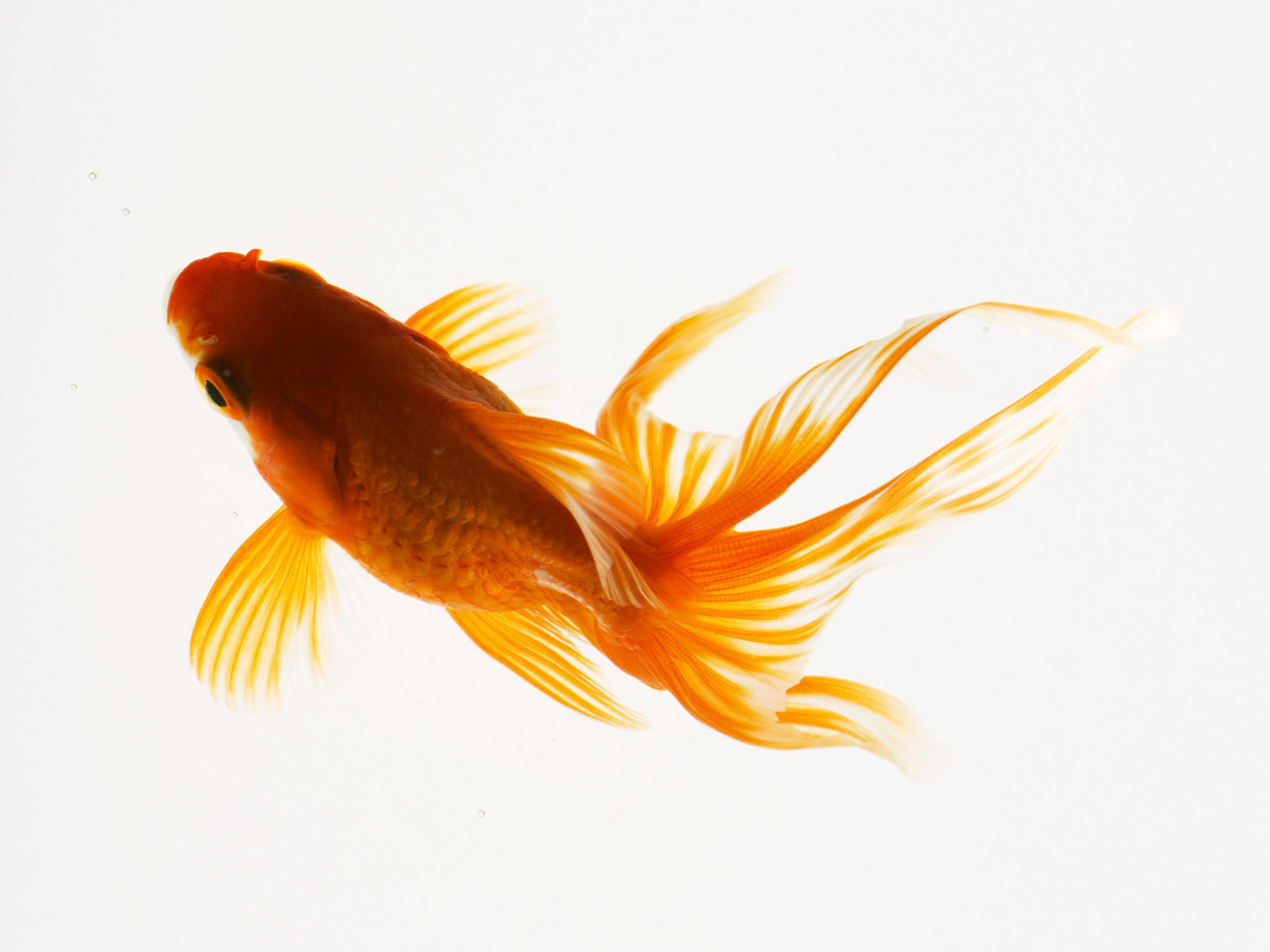 fondo de pantalla de peces de colores,pez de colores,pez,naranja,pez alimentador,pez