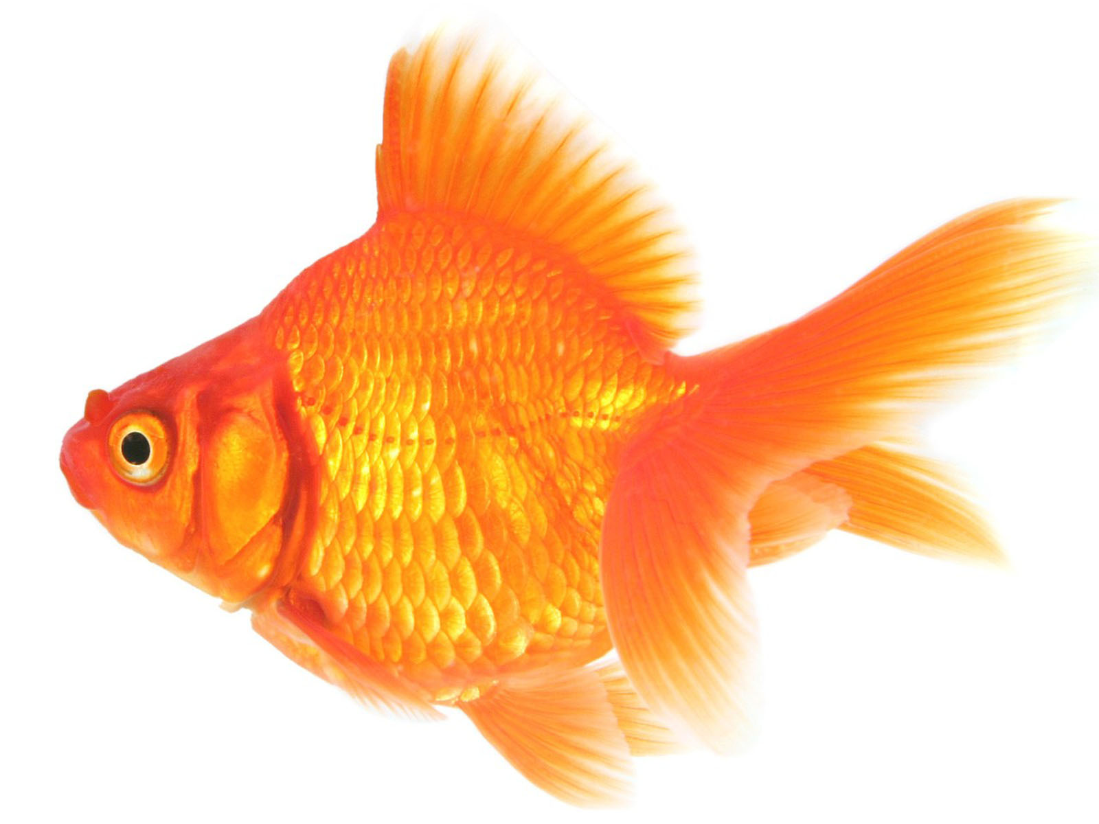 goldfish wallpaper,fish,vertebrate,fish,goldfish,fin