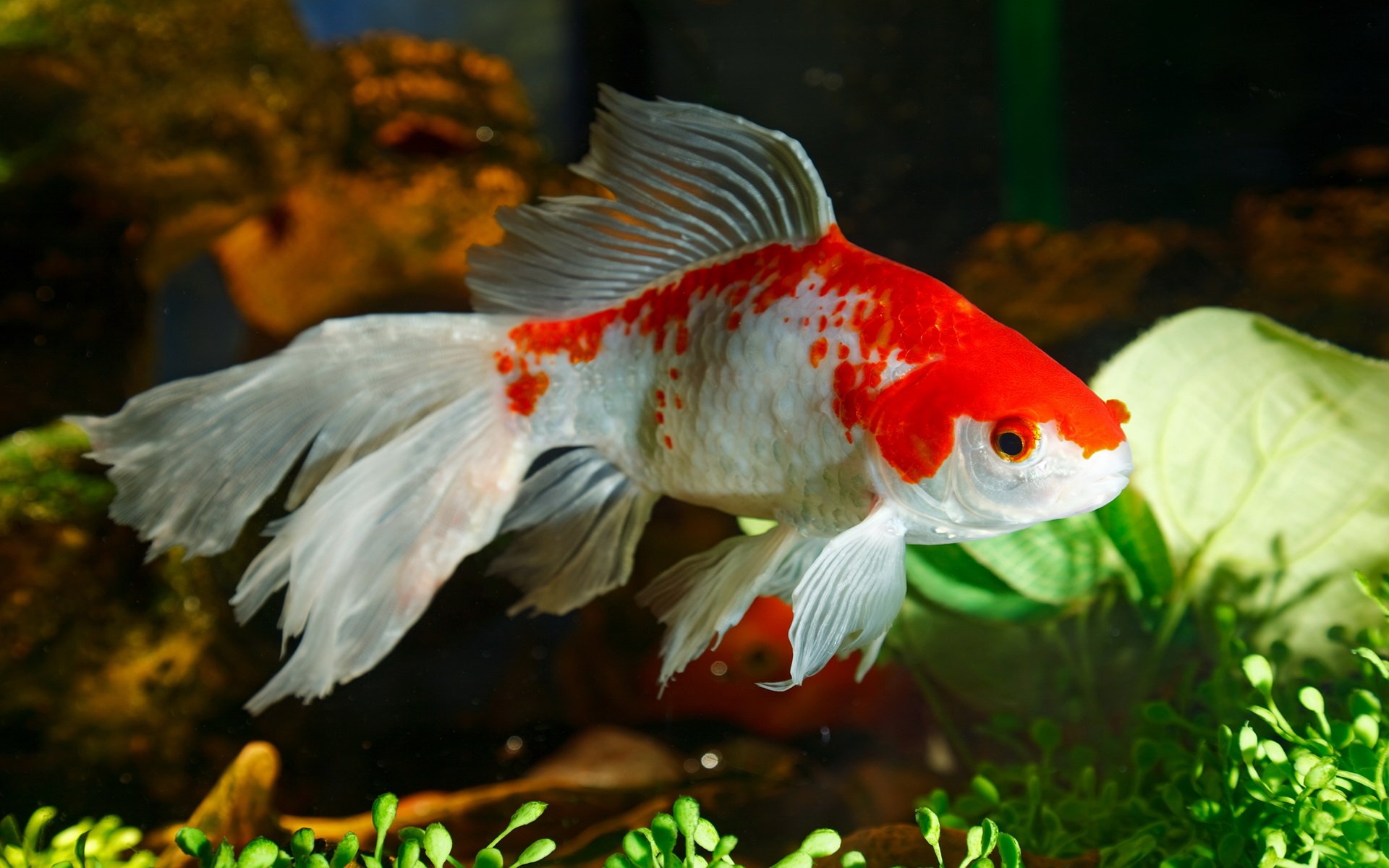 papier peint poisson rouge,poisson,koi,poisson,poisson rouge,poisson nourricier