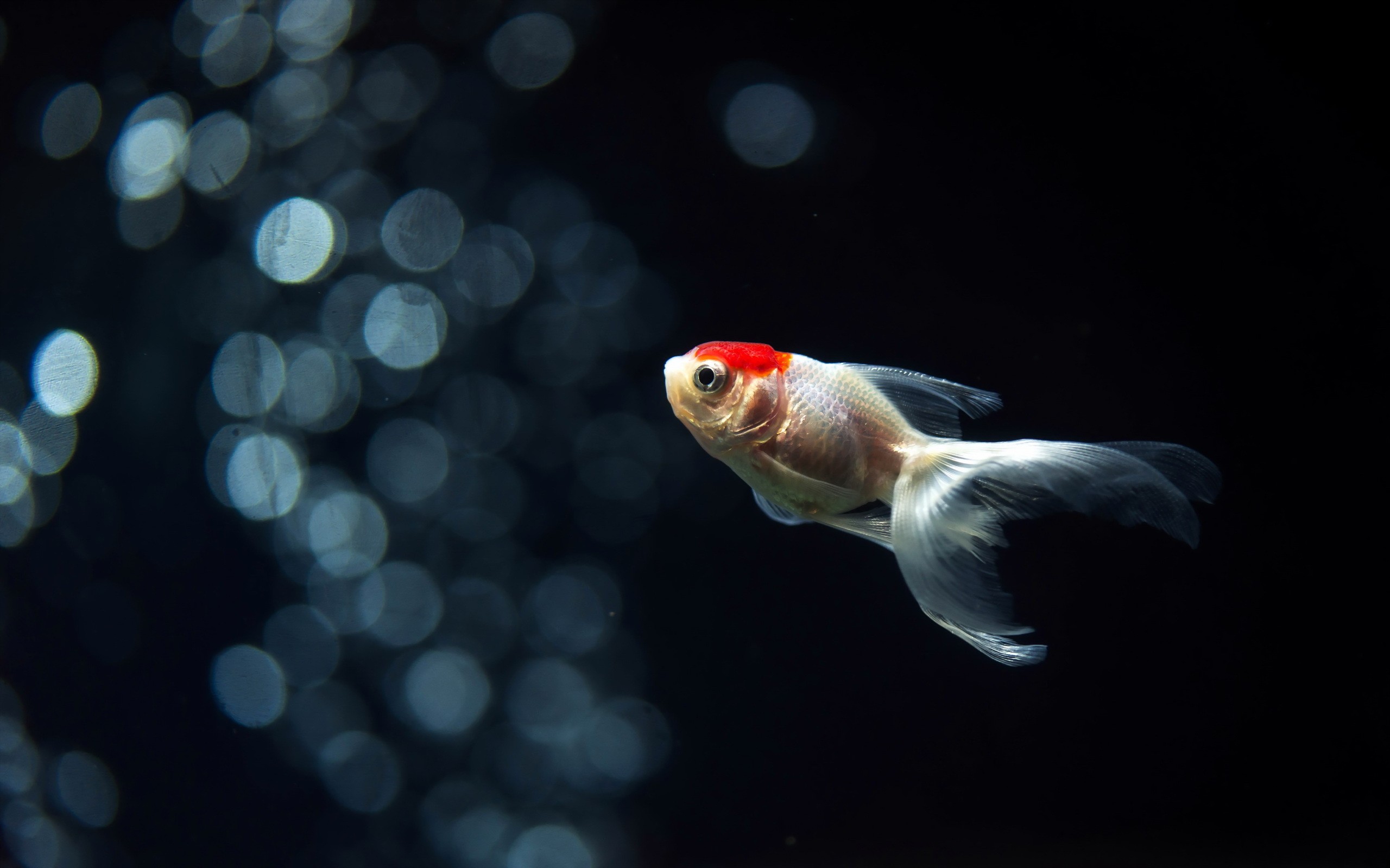 壁紙イカンコイ 恋 海洋生物学 池 魚のいる池 魚 Wallpaperuse 壁紙イカンコイ 恋 海洋生物学 池 魚のいる池 魚 Wallpaperuse