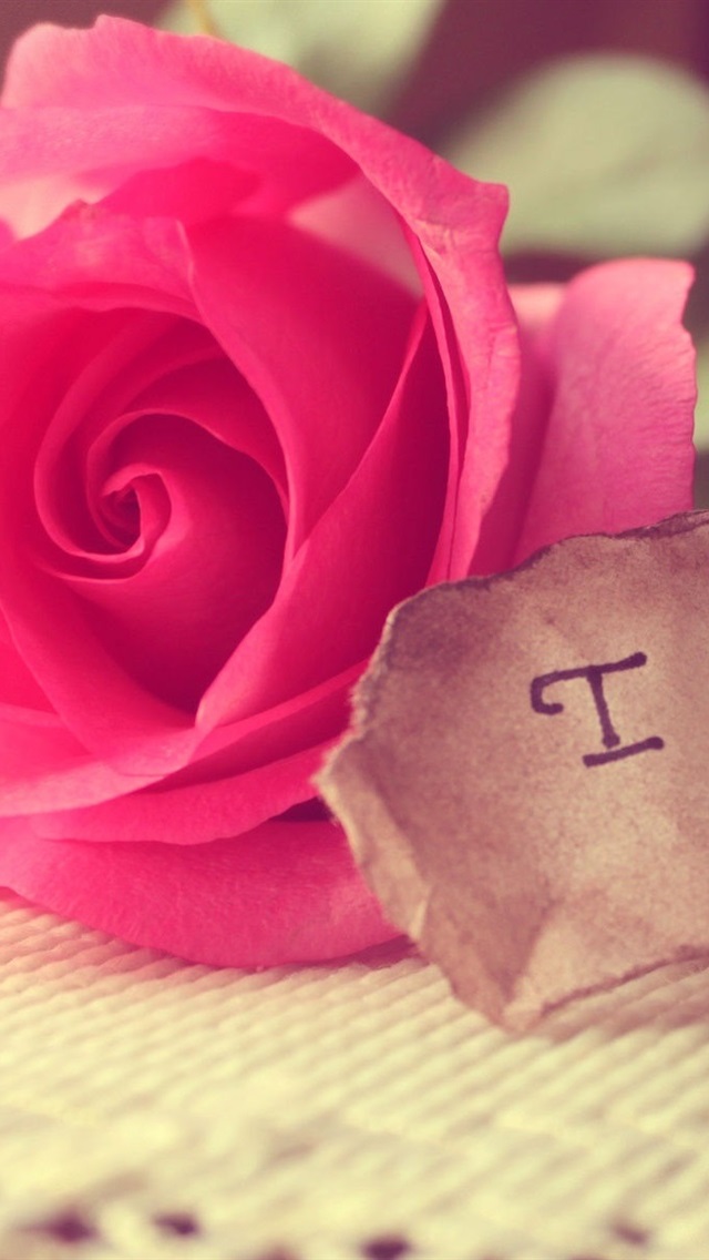母の愛の壁紙,ピンク,庭のバラ,花弁,ローズ,花