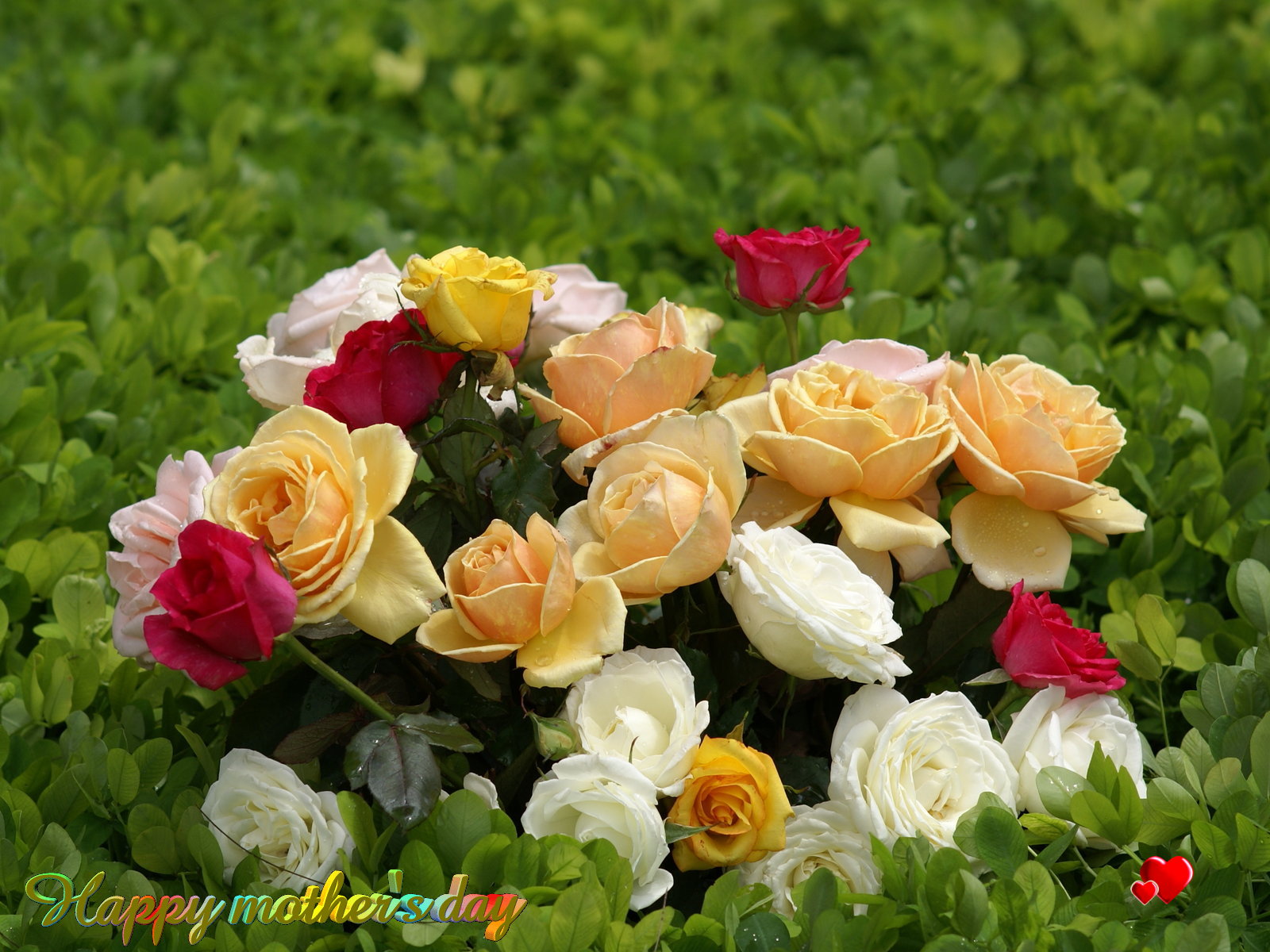 madre amor fondos de pantalla,flor,rosas de jardín,planta floreciendo,julia niño rosa,rosa