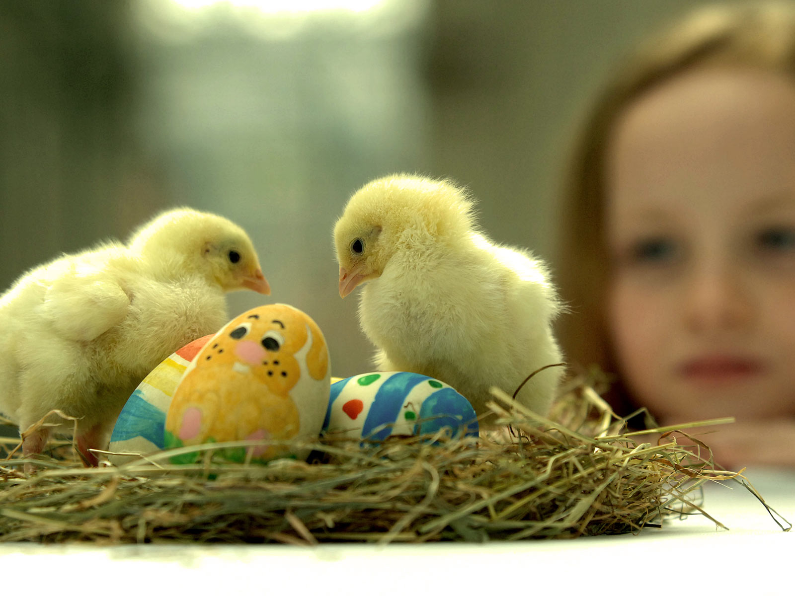 sfondi madre amore,uovo,uccello,pollo,uovo di pasqua,pasqua