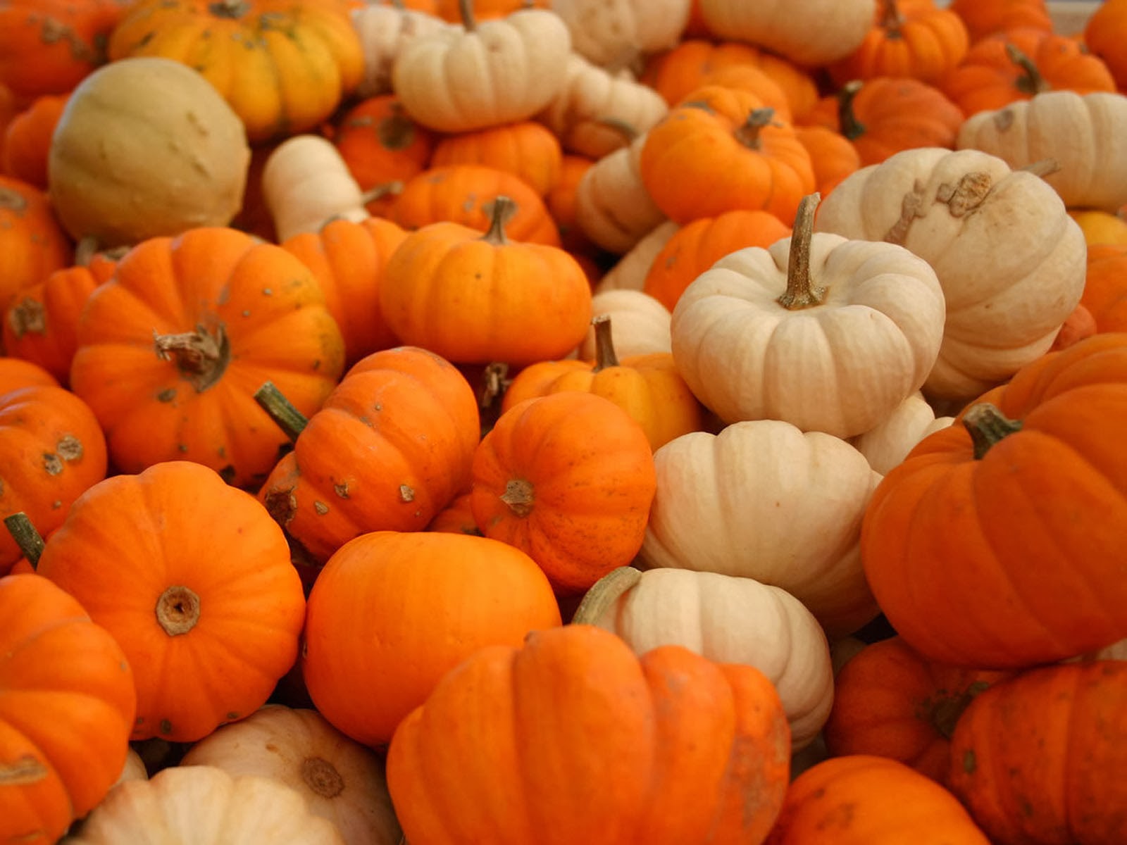 pumpkin wallpaper,natural foods,pumpkin,winter squash,local food,whole food