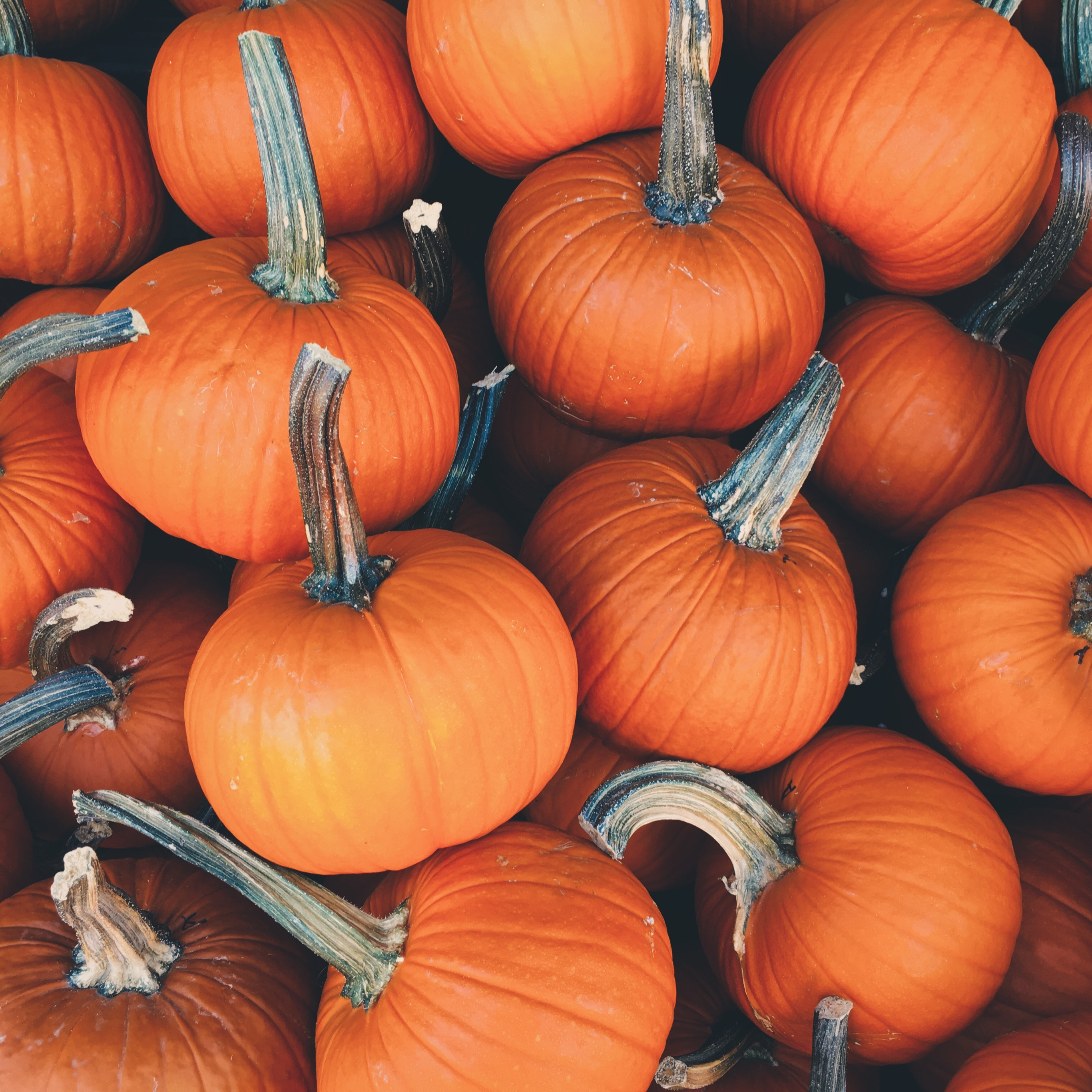 carta da parati zucca,zucca,alimenti naturali,zucca invernale,calabaza,cibo locale