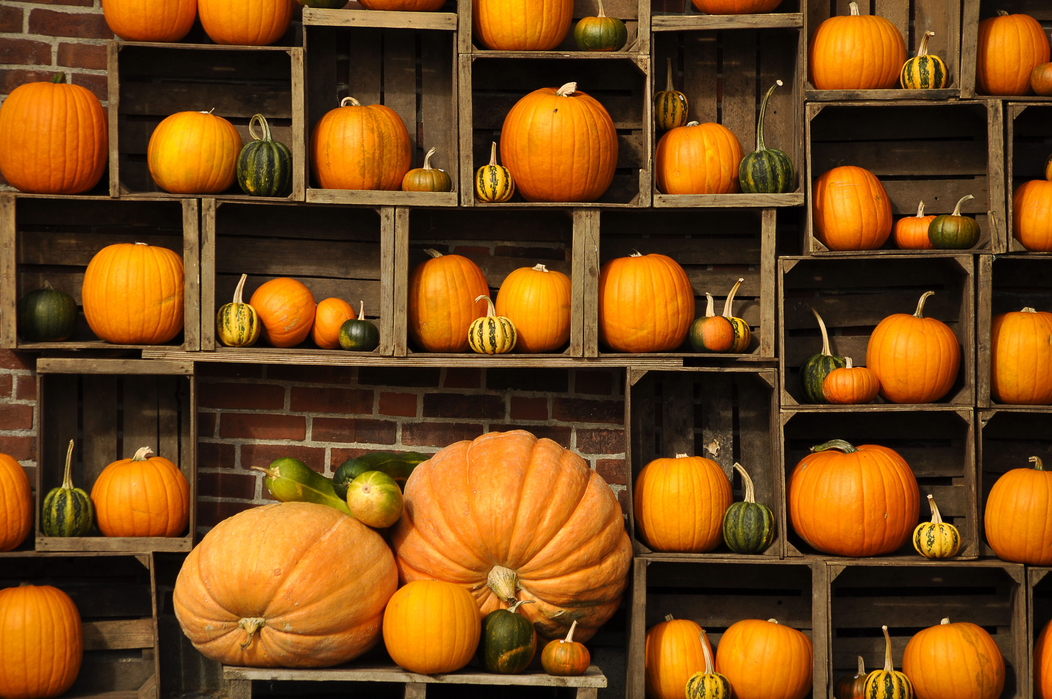 Desktop Wallpaper Autumn Pumpkins- WallpaperUse