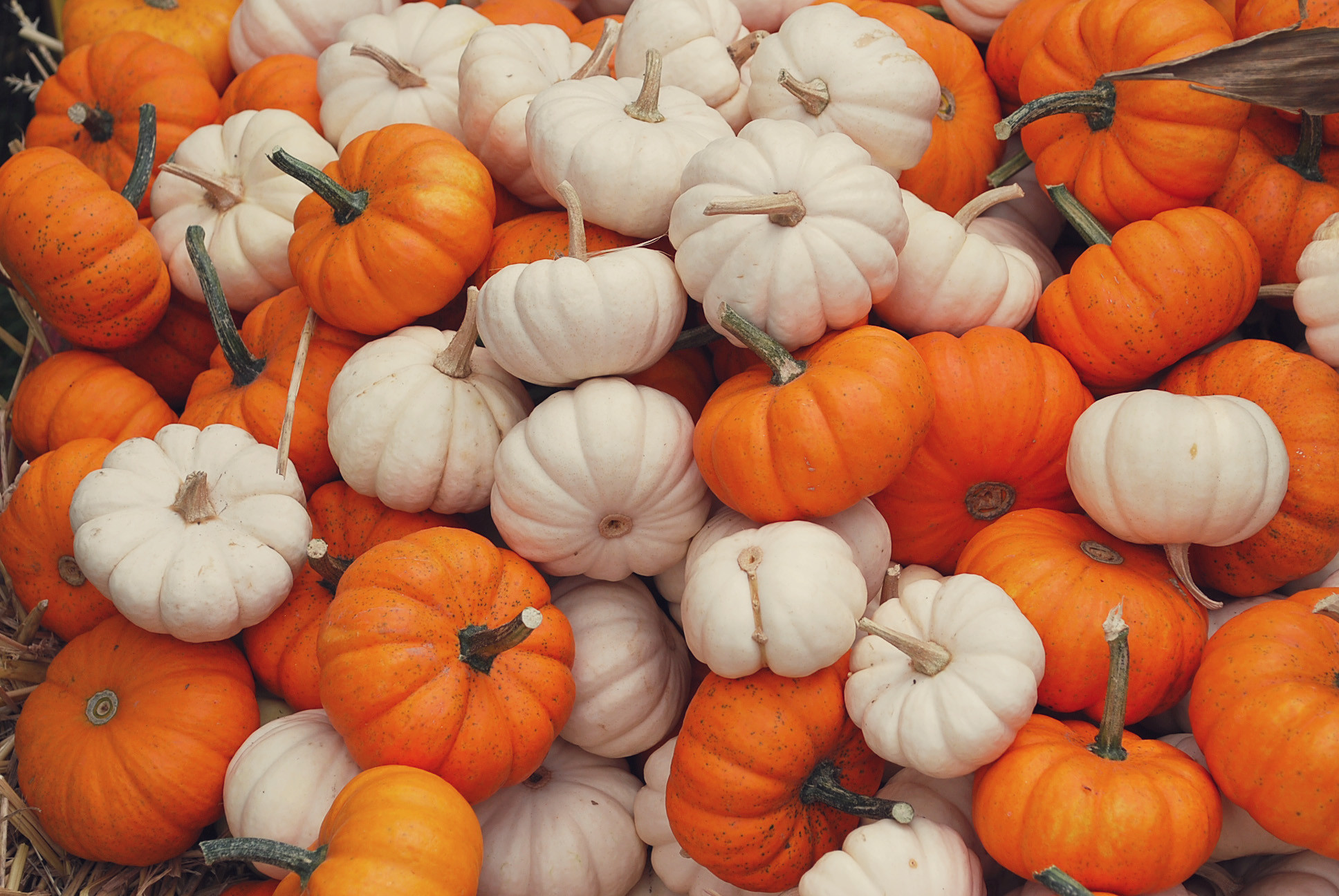 carta da parati zucca,zucca,alimenti naturali,zucca invernale,calabaza,verdura