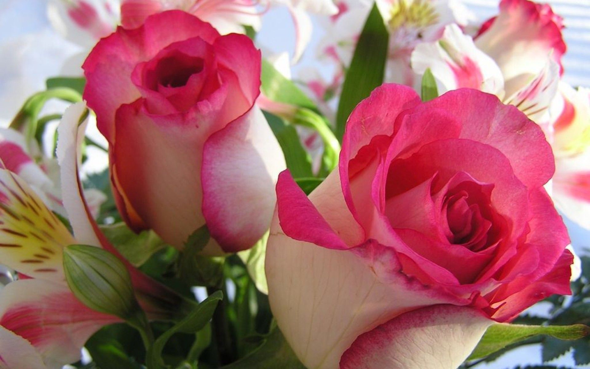 love wallpaper free download,flower,petal,flowering plant,garden roses,pink