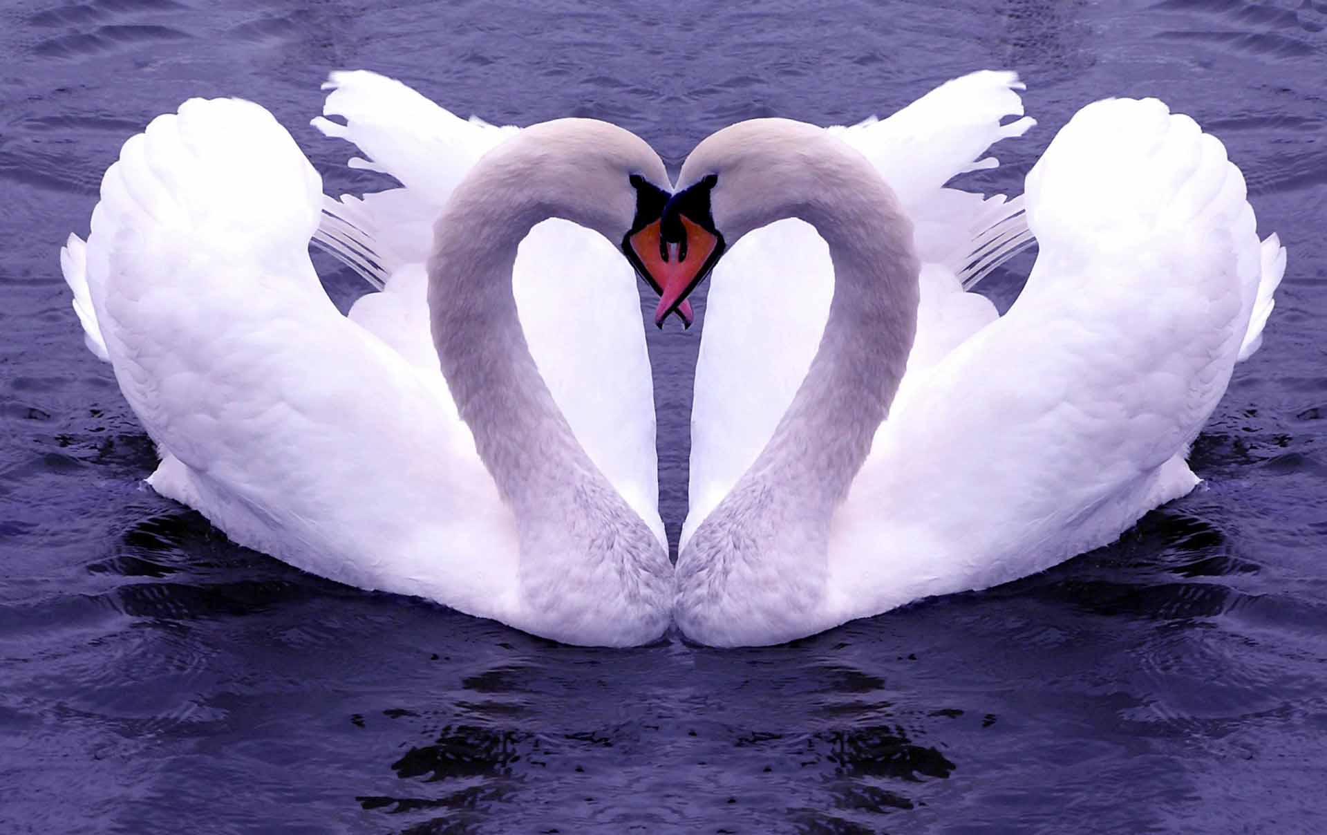 love wallpaper free download,swan,bird,water bird,ducks, geese and swans