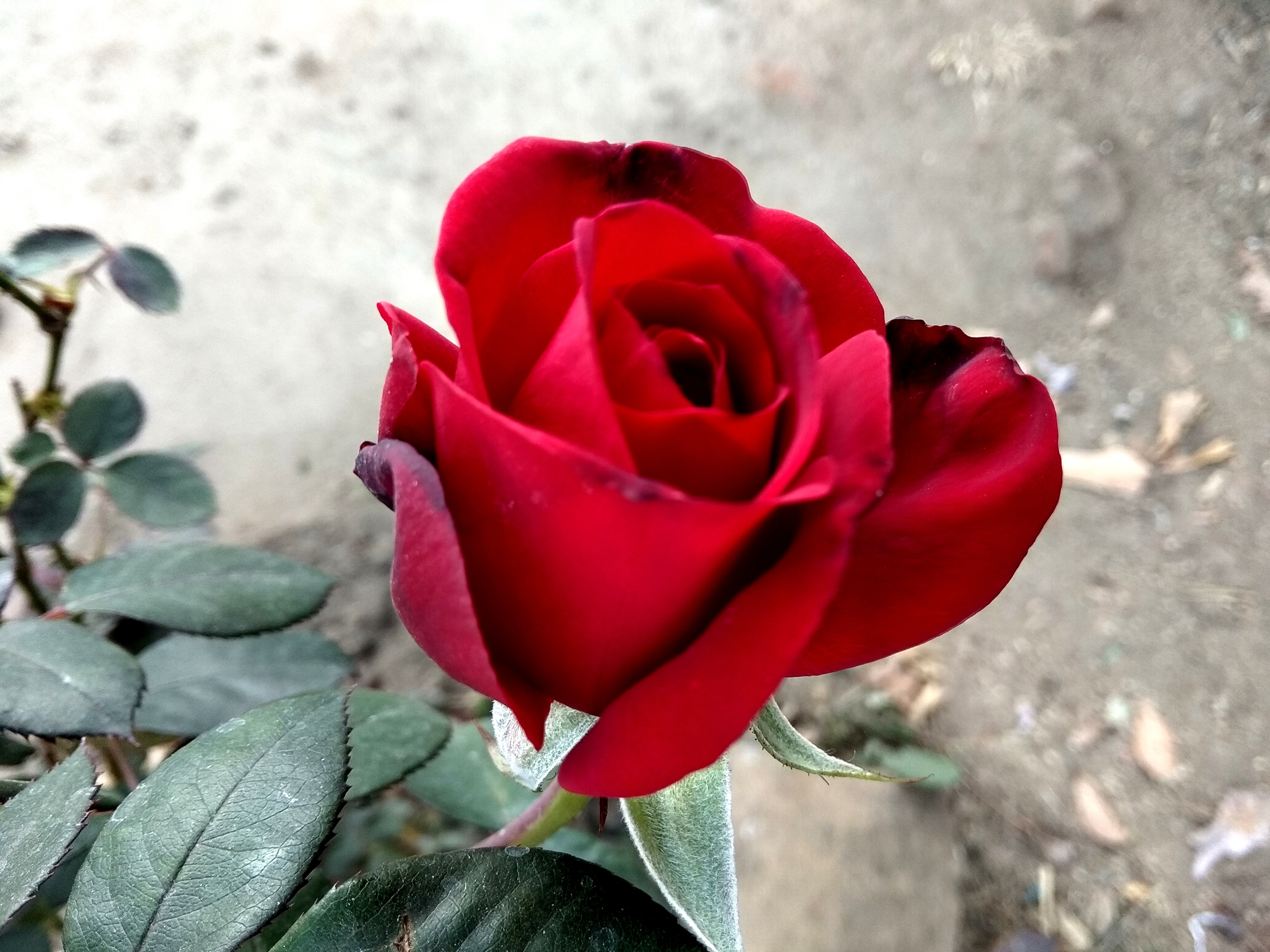 amore rose hd wallpaper,fiore,pianta fiorita,rose da giardino,rosso,petalo