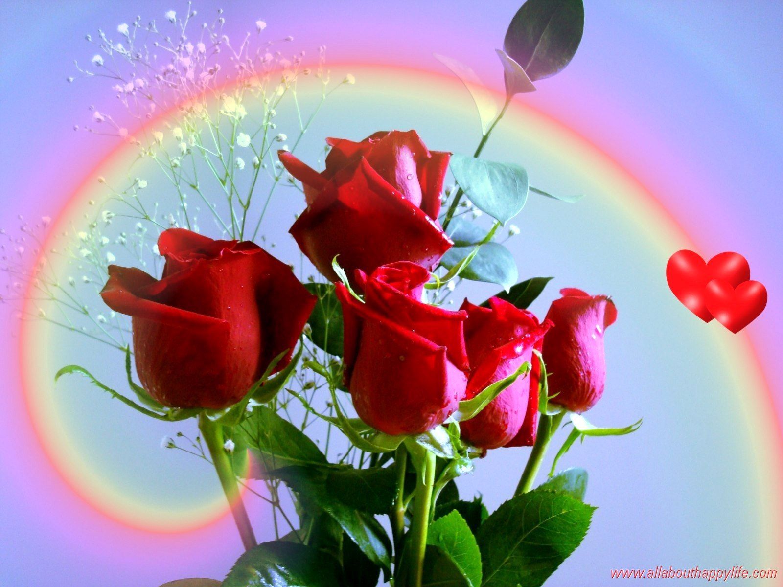 사랑 장미 hd 벽지,정원 장미,꽃잎,빨간,꽃,분홍