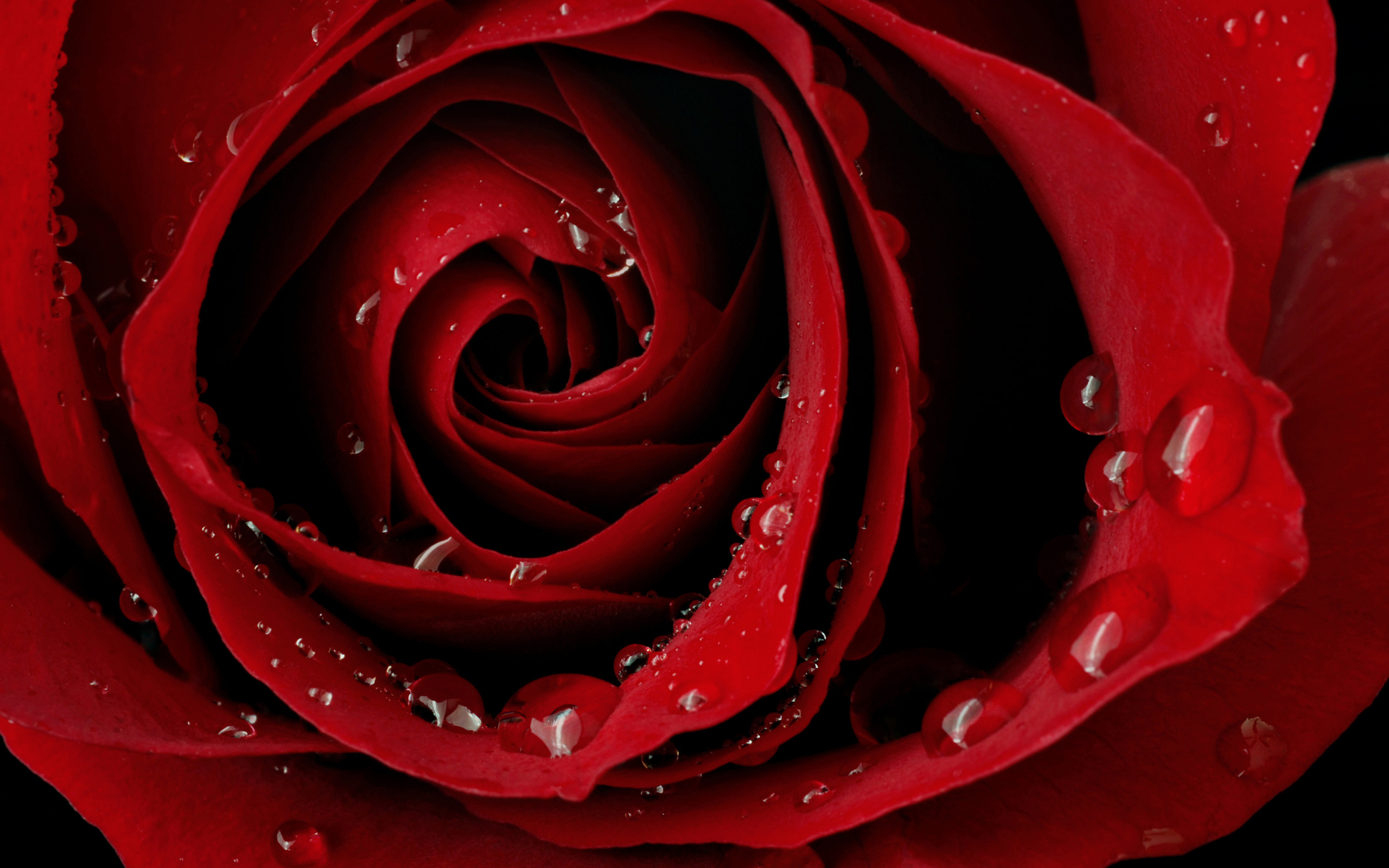 amour rose fond d'écran hd,rose,roses de jardin,rouge,pétale,fleur