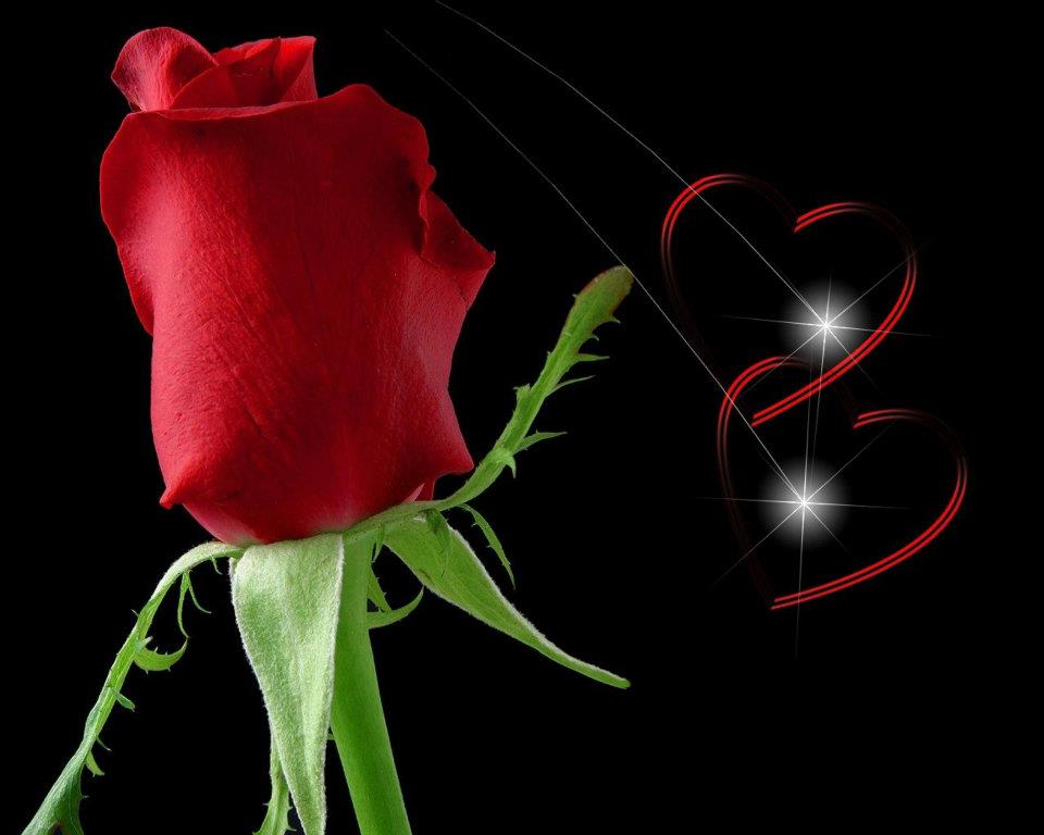 love rose hd wallpaper,red,rose,flower,petal,garden roses