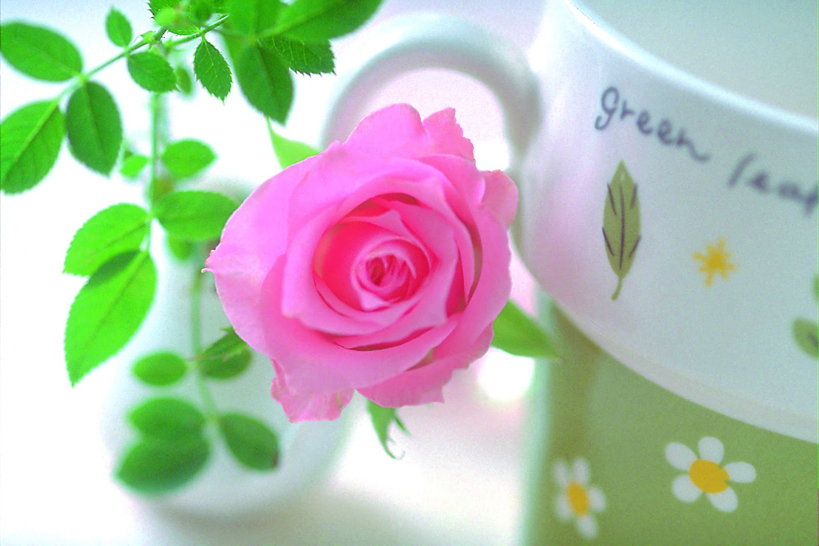 love rose hd wallpaper,pink,flower,rose,garden roses,rose family