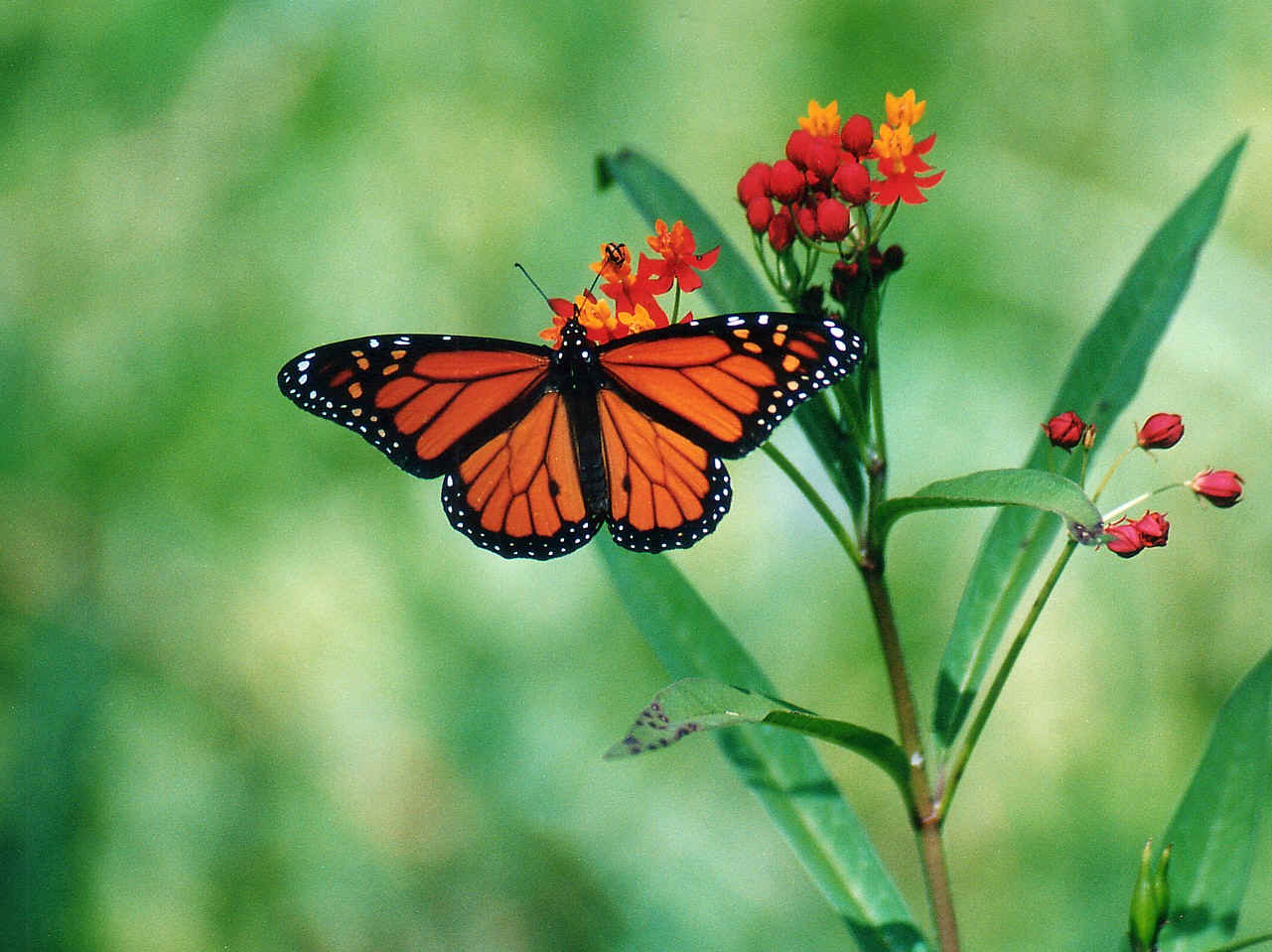 butterfly wallpaper hd,moths and butterflies,butterfly,monarch butterfly,insect,viceroy (butterfly)