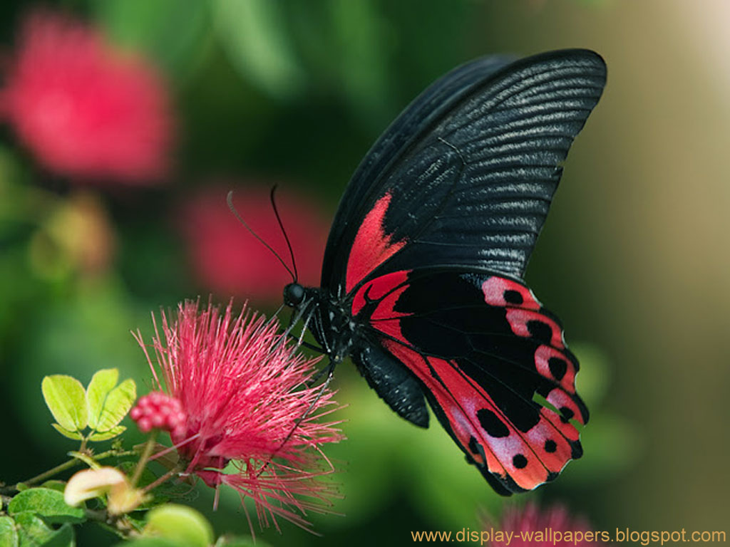 butterfly wallpaper hd,moths and butterflies,butterfly,insect,invertebrate,pollinator