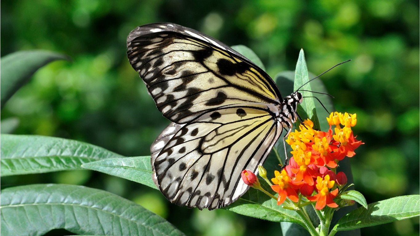 蝶の壁紙のhd,蛾と蝶,バタフライ,昆虫,無脊椎動物,ブラシ足蝶