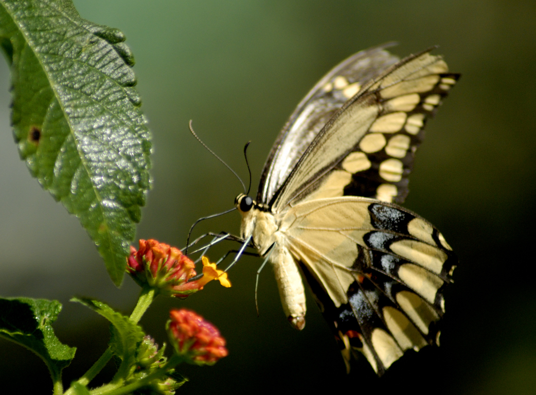 farfalla wallpaper hd,falene e farfalle,la farfalla,insetto,invertebrato,macrofotografia