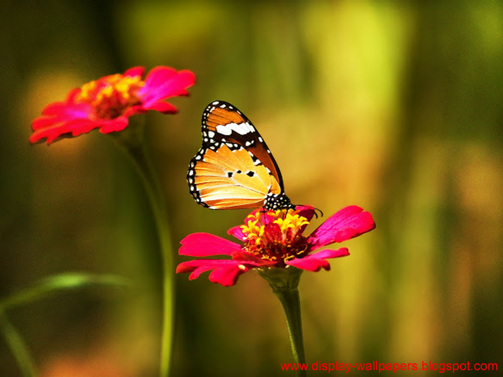 butterfly wallpaper hd,moths and butterflies,butterfly,cynthia (subgenus),insect,pollinator