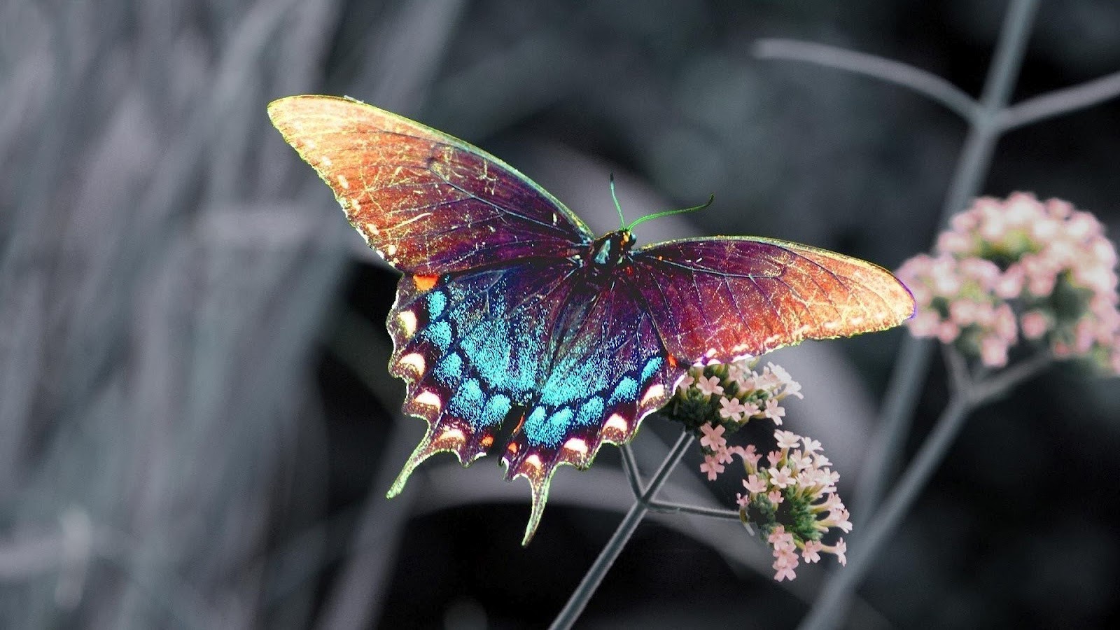 farfalla wallpaper hd,la farfalla,insetto,falene e farfalle,invertebrato,coda di rondine pipevine