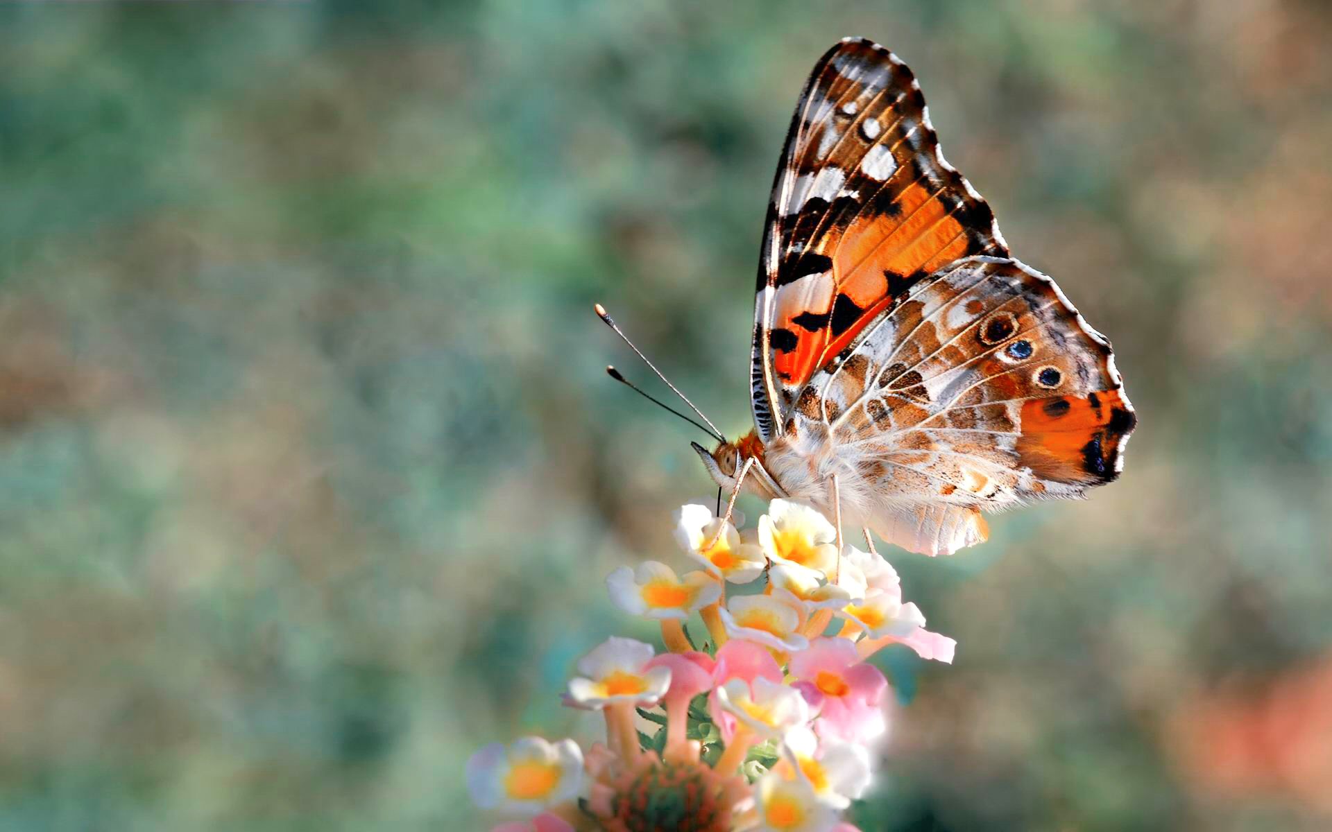 farfalla wallpaper hd,falene e farfalle,la farfalla,cynthia subgenus,insetto,farfalla dai piedi a pennello